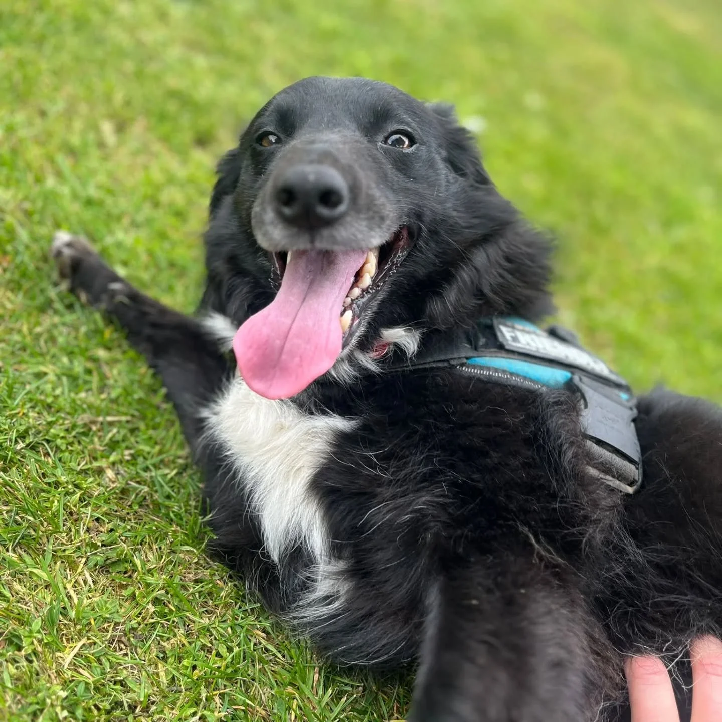 Psst, did you hear we are holding puppy classes?
AND we're offering 20% off with code BSOMPUPPY20
Click the 'Book Now' button on our profile before it's too late!
.
.
.
#dogtraining #dogtrainingmidlothian #dogsofinstagram #dogsmidlothian #dogsedinbu