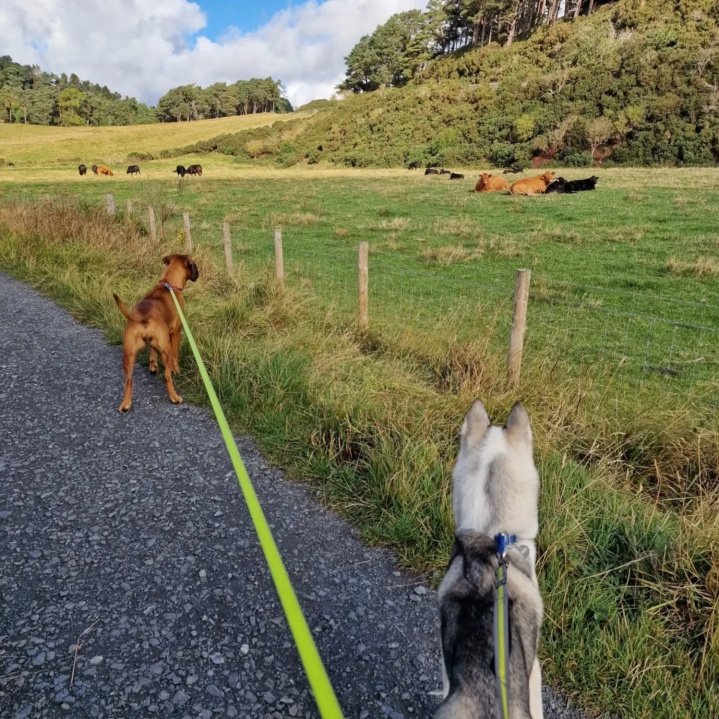 Countryside zoomies whilst still respecting the locals.
.
.
.
#dogwalking #BarkSideOfMidlothian #smallbusiness #countrysideliving #dogsofmidlothian