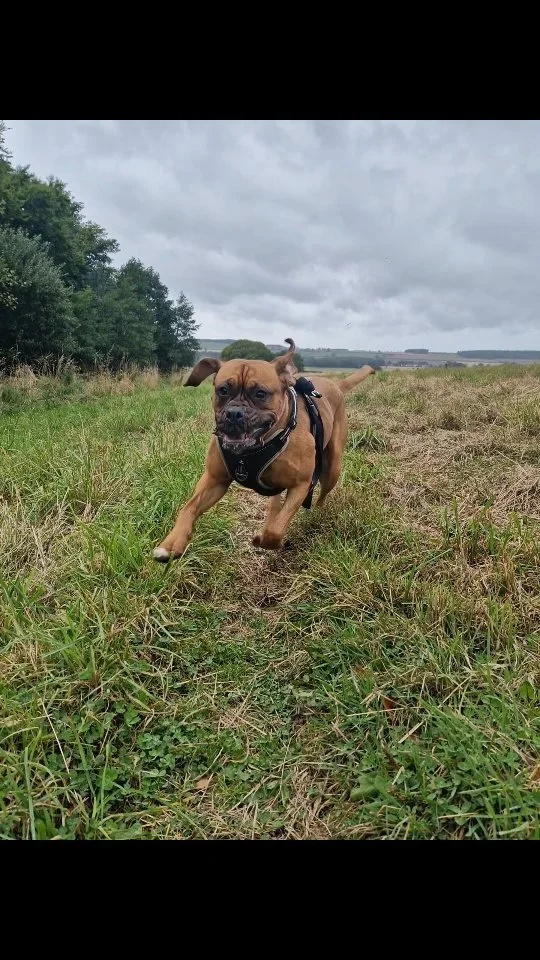 The Recall Rocket! 🚀
.
.
.
#dogwalking #midlothian #dogsofinstagram #smallbusiness #dogtraining #barksideofmidlothian #dogs #dogwalker #scotland