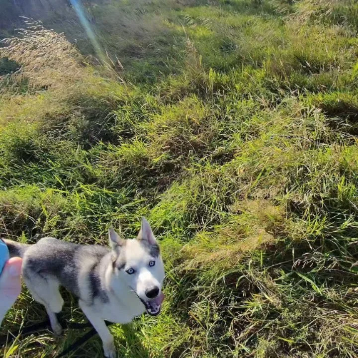 Willing the country sun to come back 🌤
.
.
.
#dogwalking #dogwalker #wintersun #dogsofinstagram #BarkSideOfMidlothian #dogtraining #dogservices