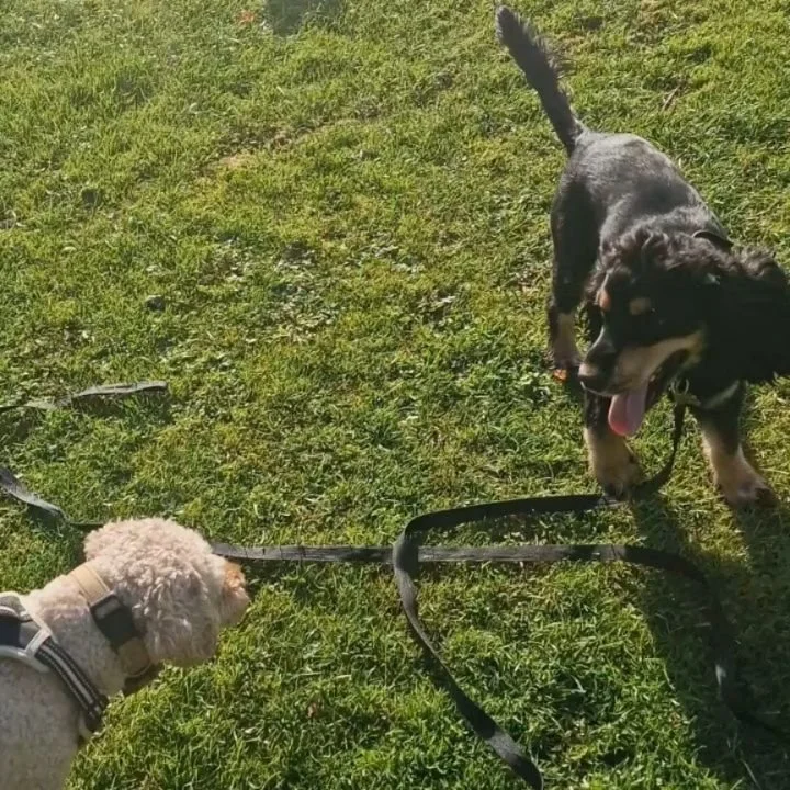 Happy Saturday from our morning pack.
.
.
.
#dogwalking #dogtraining #barksideofmidlothian #dogsofinstagram