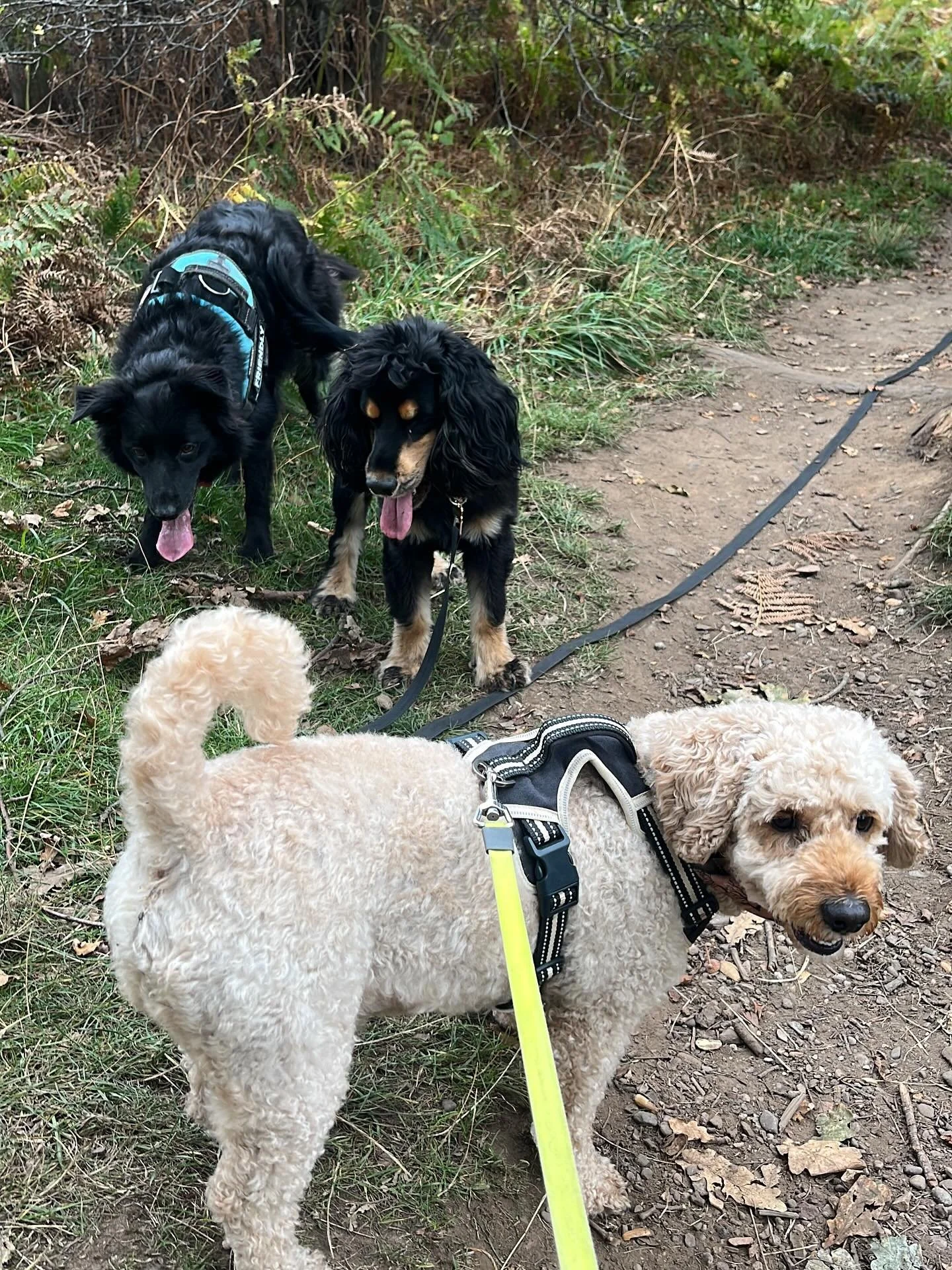 Saturday crew 🐾. Guess which are the working breeds…
#dogwalking #dogwalker🚶🏻‍♂️🦮💨 #dogdates #localbusiness #smallbusinessowner #midlothian