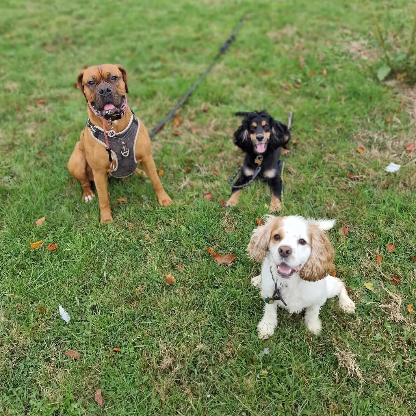Our days are just getting more energetic by the moment.
.
.
.
#dogtraining #dogwalking #dogwalkermidlothian #dogwalkeredinburgh #goodpups #dogsofinstagram #BarkSideOfMidlothian