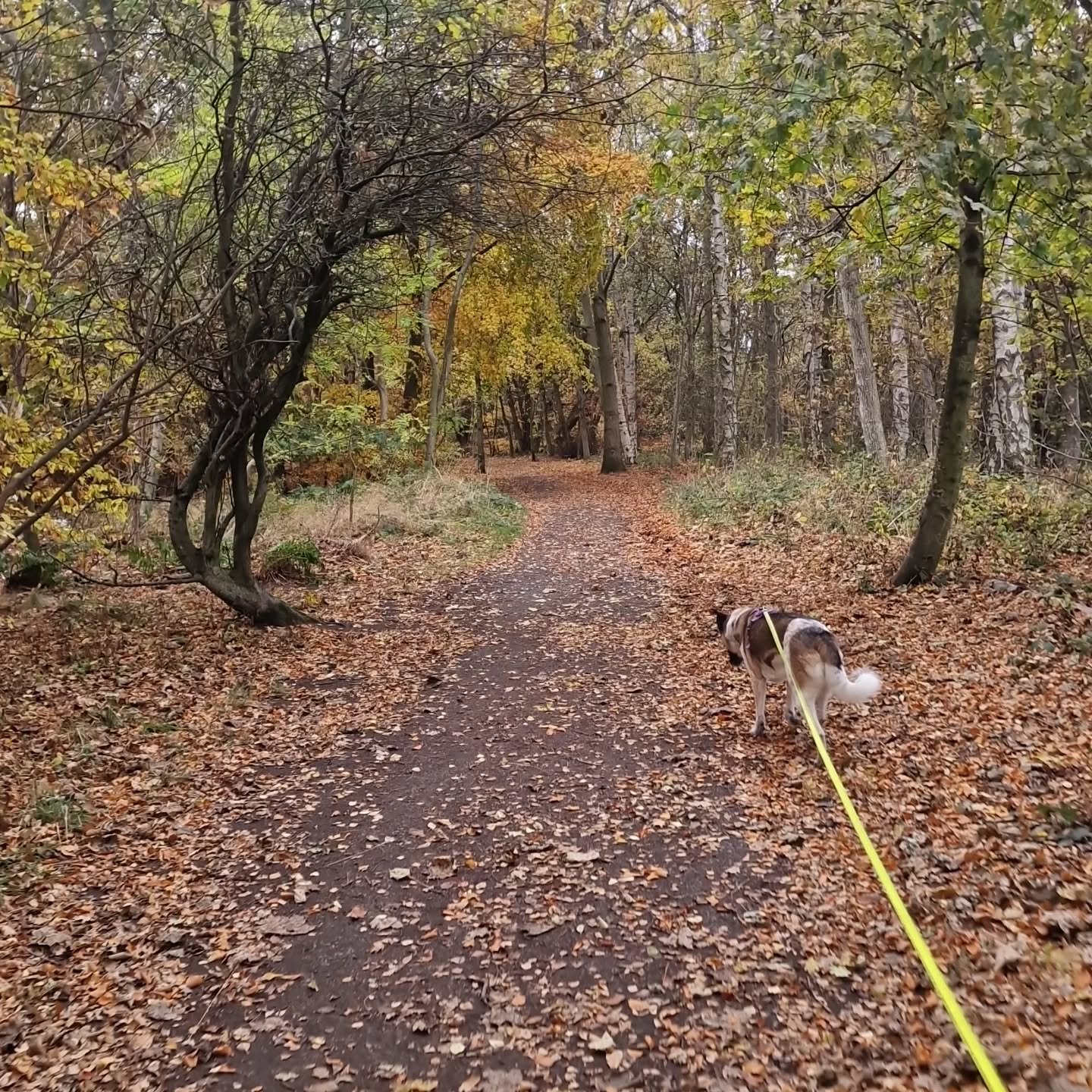 Strolling into autumn like...🐕

If your doggy friend needs one on one attention,  we've got you. Check out our solo training walk options for your reactive, nervous or banned breeds. Website in bio.

#dogwalking #dogwalker #dogwalkermidlothian #autu