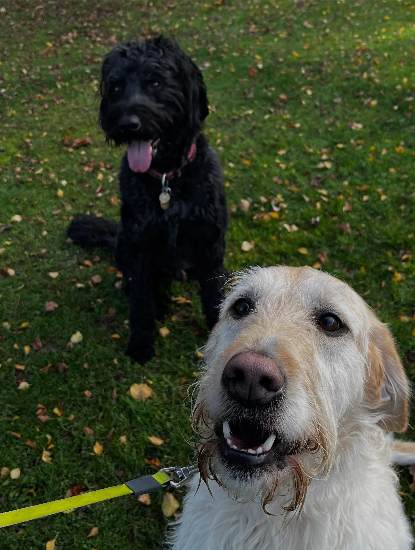 Wow what a couple of months! From our very first puppy class graduates and a load of brand new dogs joining the pack, right through to teaching old dogs new tricks AND introducing new playmates successfully to some our previously reactive members, we