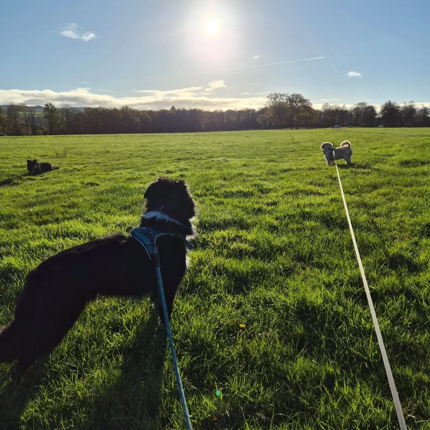 Sunshine and friends makes for a perfect weekend 🐾🌄
.
.
.
#BarkSideOfMidlothian #dogwalking #dogtraining