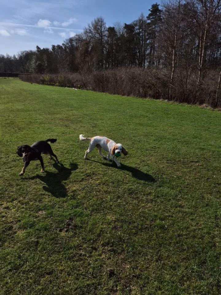 The Thursday Teams are loving the sun making an appearance.
#barksideofmidlothian #dogwalker #dogtrainer #dogtraining #dogwalking