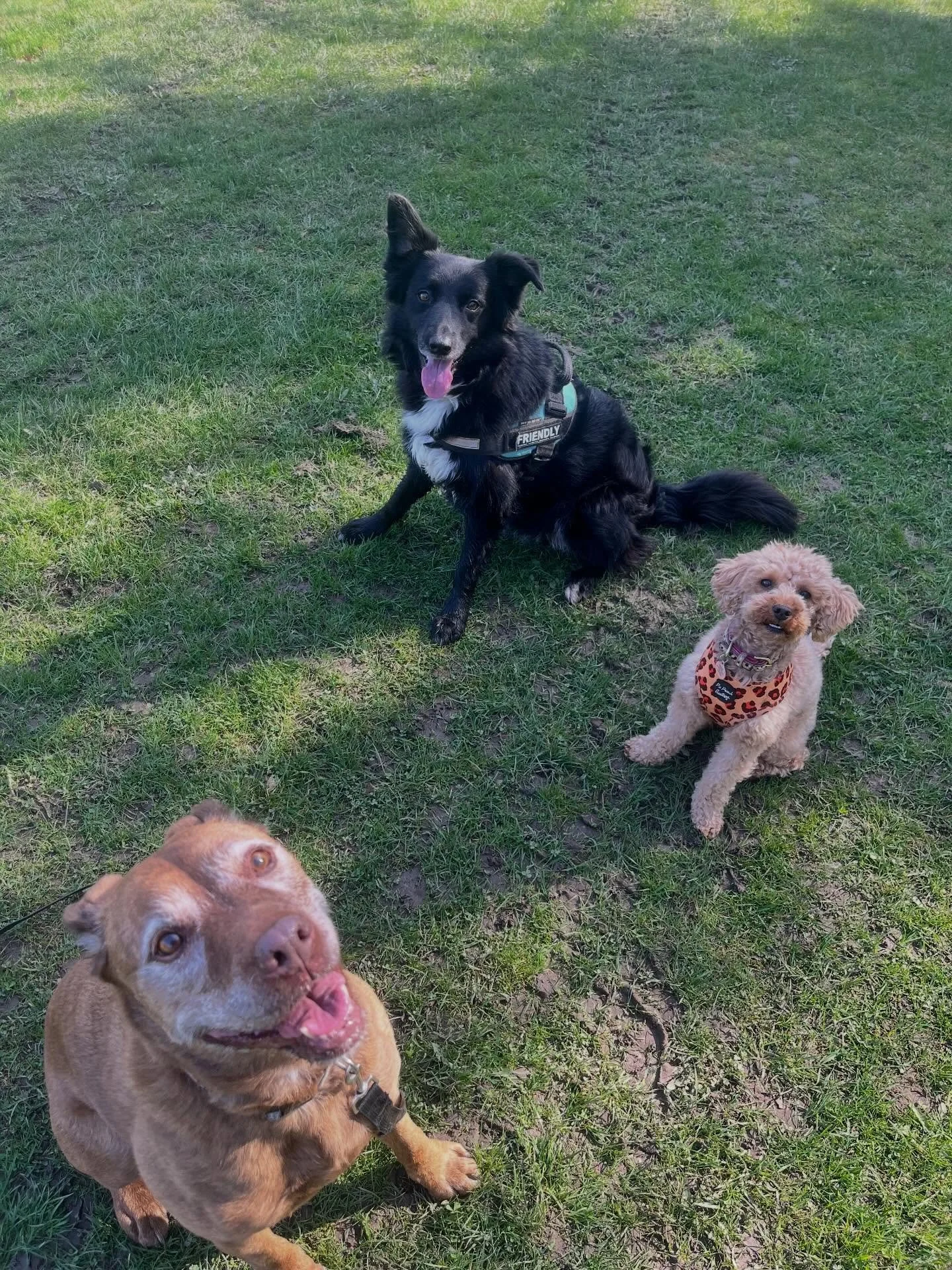 March crew assemble! #newfaces #newplaces #dogwalking #catsitting #midlothian