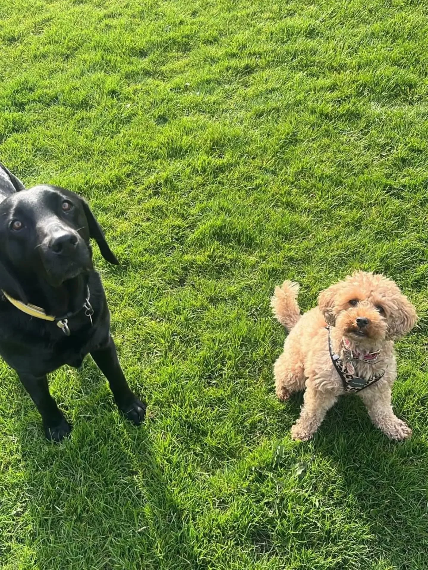 Thank pups it's Friday!
.
.
.
#dogwalking #dogtraining #Midlothian #smallbusiness #barksideofmidlothian