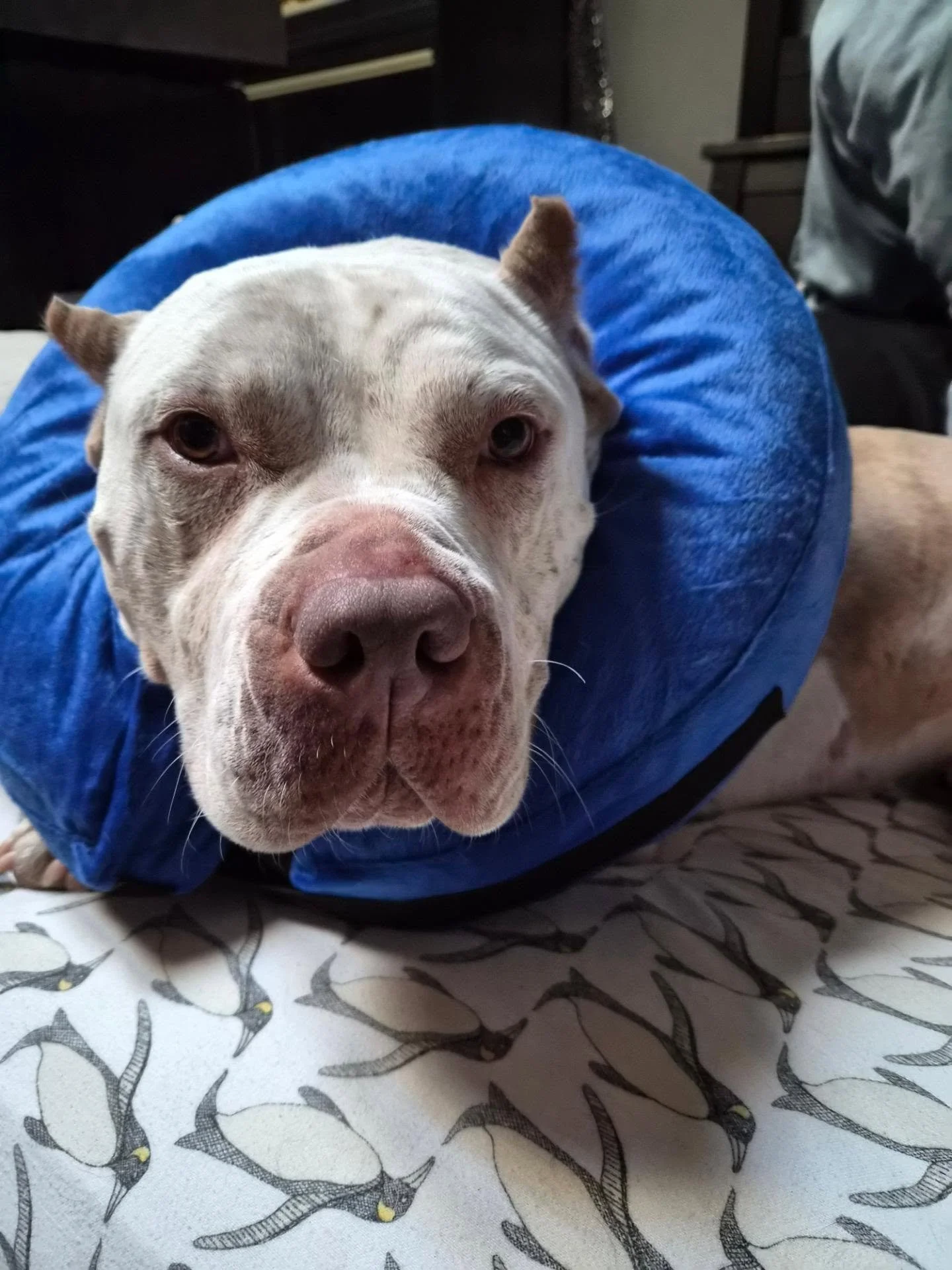 **IMPORTANT INFO**
Hi All,

Firstly, we want to apologise for being a little quieter over the last couple of weeks.

2 weeks ago, our big girl went for a routine operation for a snapped cruciate ligament. Unfortunately, this surgery failed causing a 