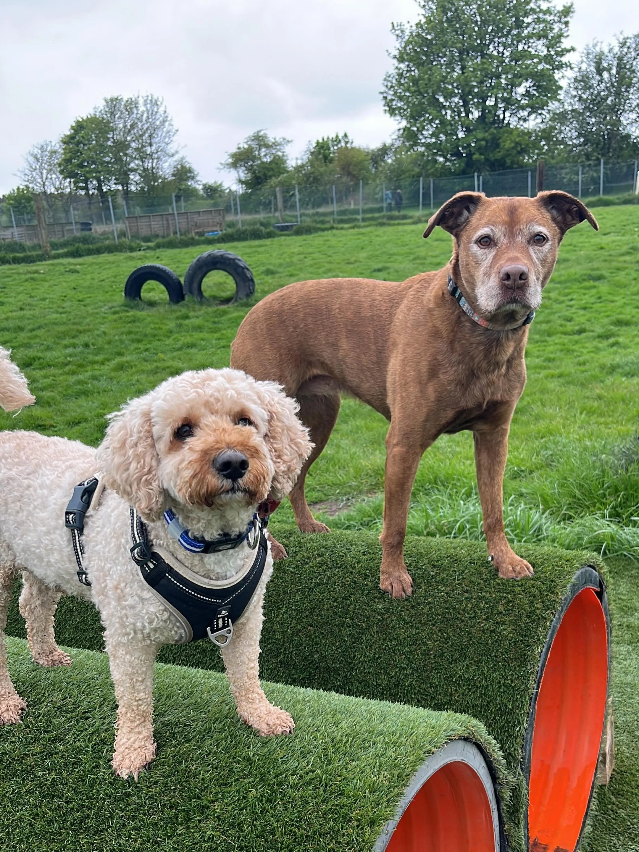 Saturday crew feeling pretty today. #strikeapaws #dogwalkinglife #midlothiandogwalking #takeawalkonthebarkside #dogplaytime🐾💕