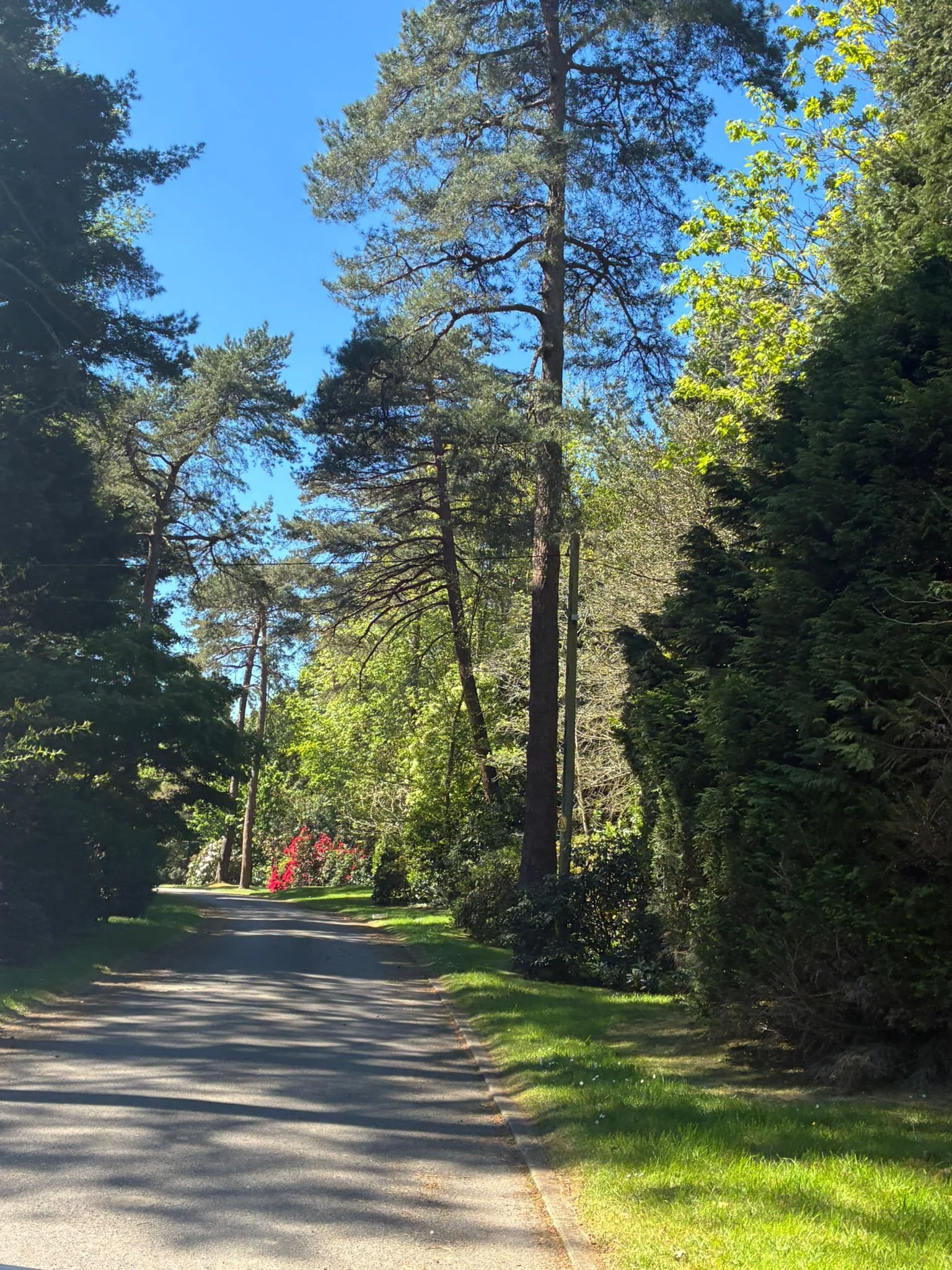 Heaselands Drive (3).jpeg