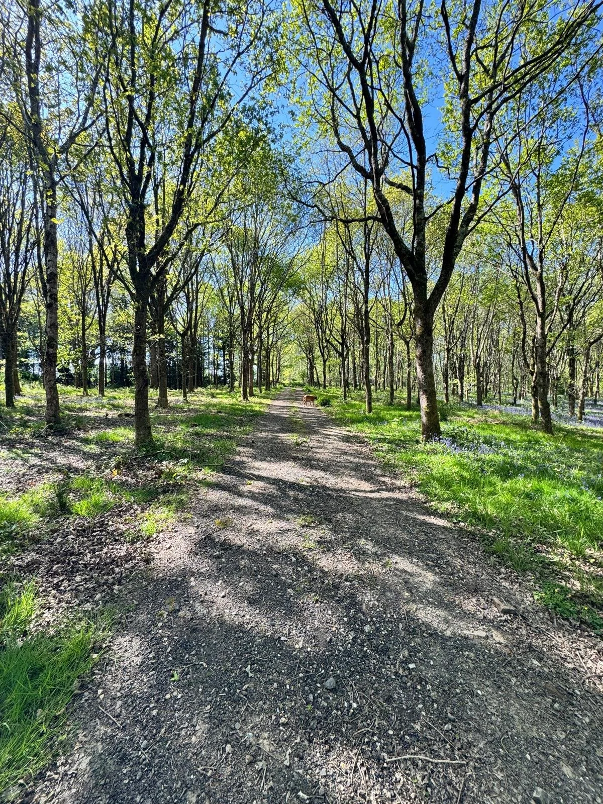 Woodland (1).jpeg
