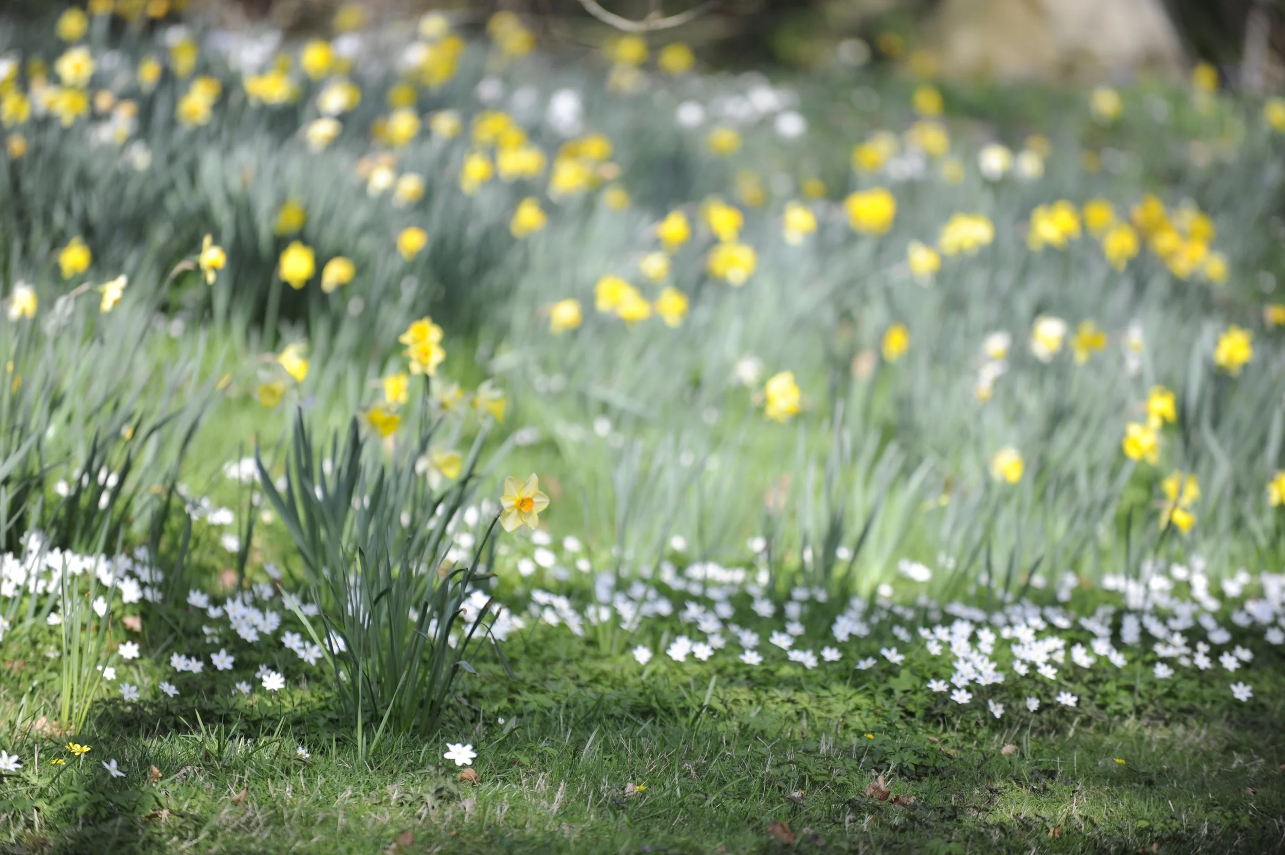 March on the Heaselands Estate
