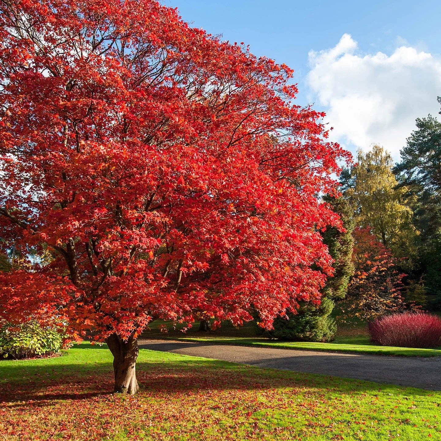 #heaselandsphotolocation
#heaselandsestate
#photolocation
#redleaves
#filmfriendly
#fashionlocation
#woodlandlocation
#luxurybrands
#englishcountryestate
#location
#locationlocationlocation
#locationphotography
#videolocation
#filmlocation
#onlocatio