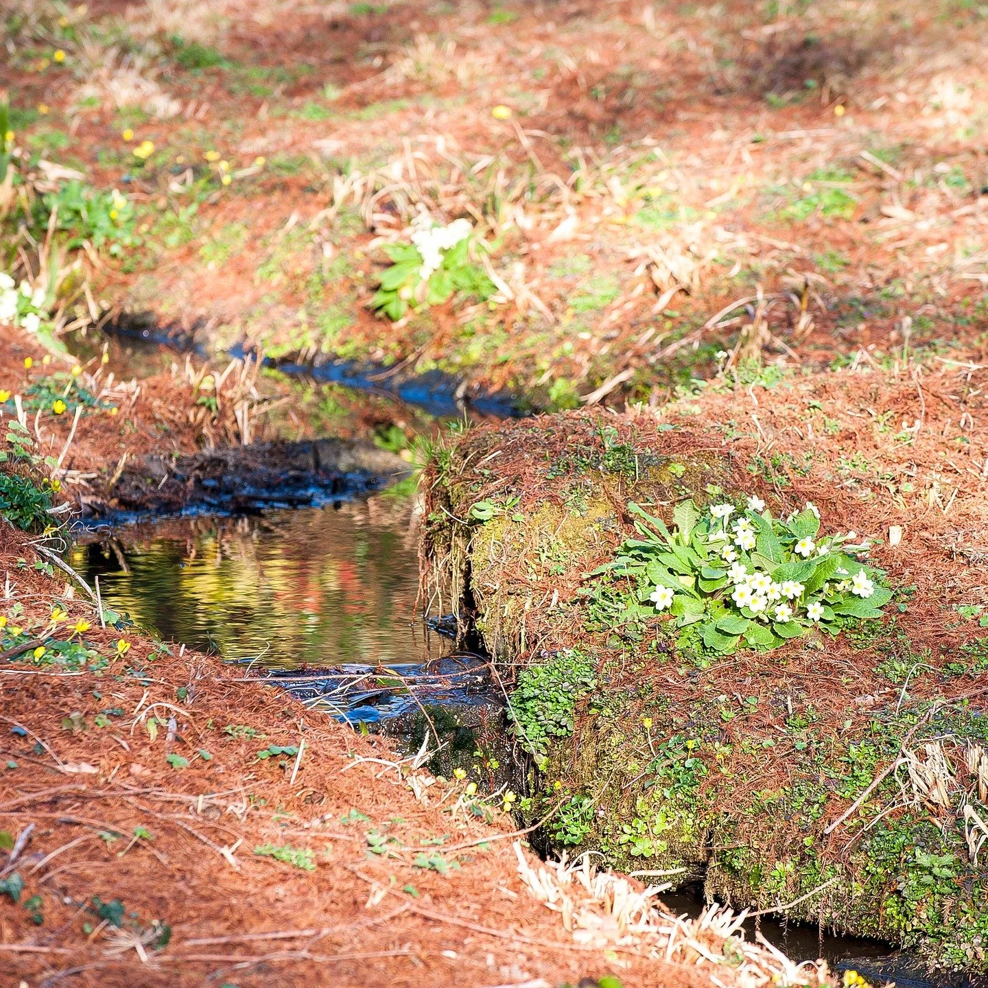 #heaselandsphotolocation
#heaselandsestate
#photolocation
#filmfriendly
#primroses
#fashionlocation
#woodlandlocation
#luxurybrands
#englishcountryestate
#location
#locationlocationlocation
#locationphotography
#videolocation
#filmlocation
#onlocatio