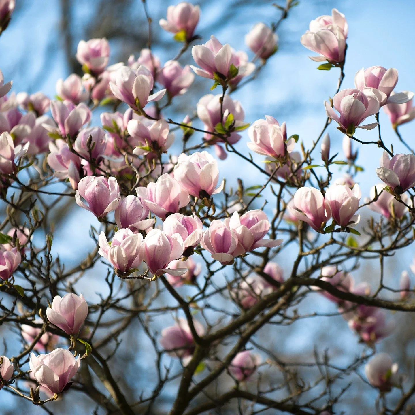 #heaselandsphotolocation
#heaselandsestate
#photolocation
#magnoliatree
#filmfriendly
#fashionlocation
#woodlandlocation
#luxurybrands
#englishcountryestate
#location
#locationlocationlocation
#locationphotography
#videolocation
#filmlocation
#onloca
