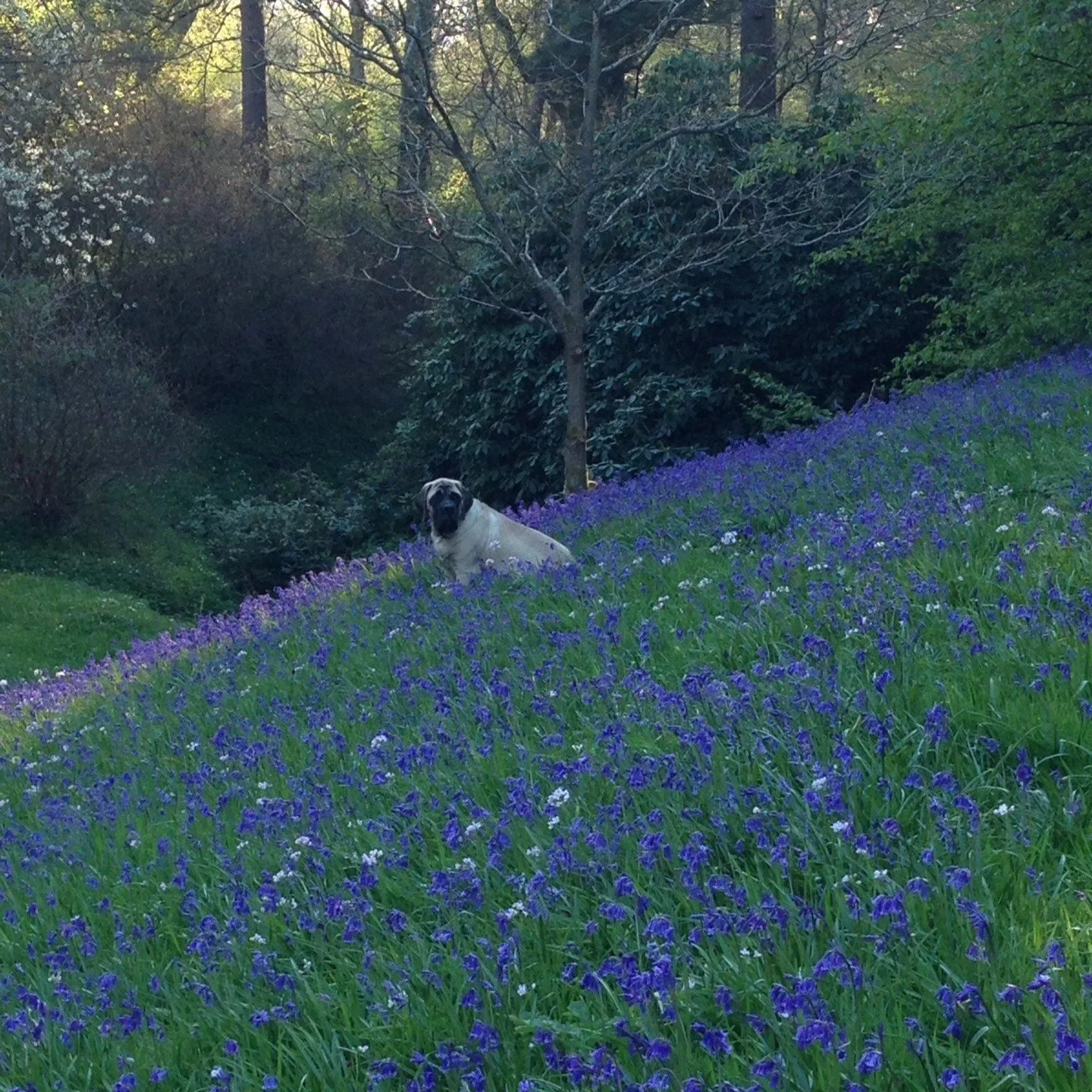 #heaselandsphotolocation
#heaselandsestate
#photolocation
#filmfriendly
#fashionlocation
#woodlandlocation
#luxurybrands
#englishcountryestate
#location
#locationlocationlocation
#locationphotography
#videolocation
#filmlocation
#onlocation
#location