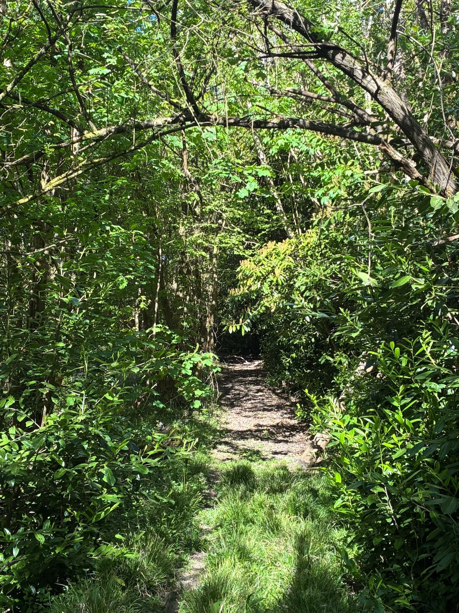 Through wild garden (8).jpeg