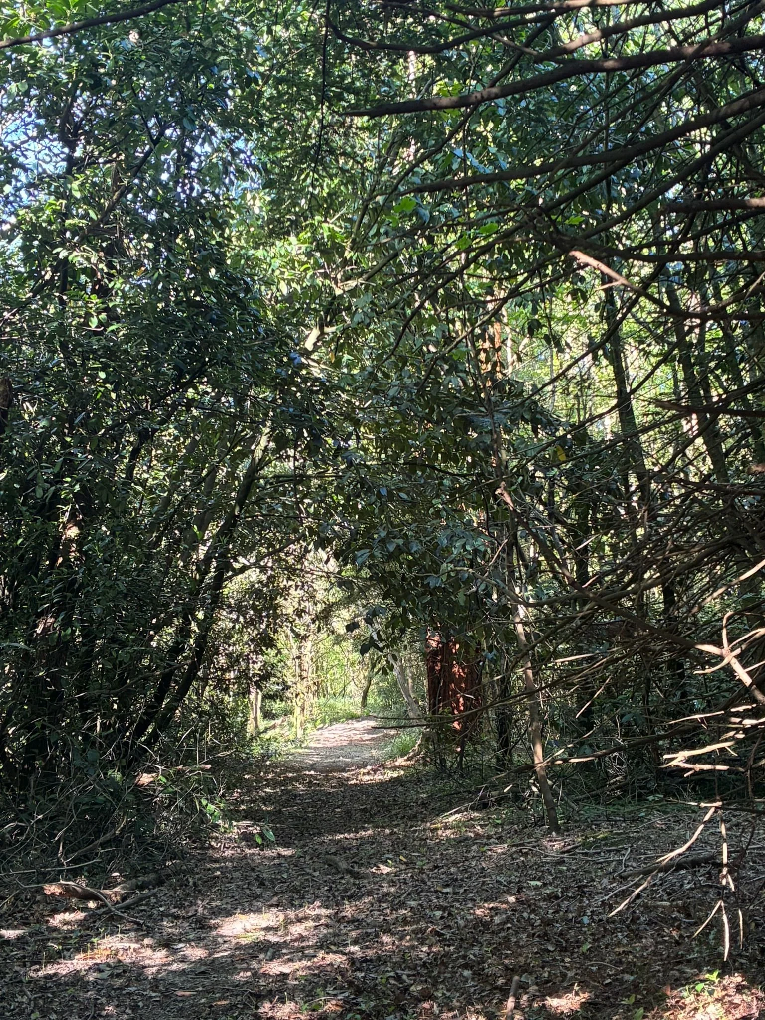 Through wild garden (9).jpeg