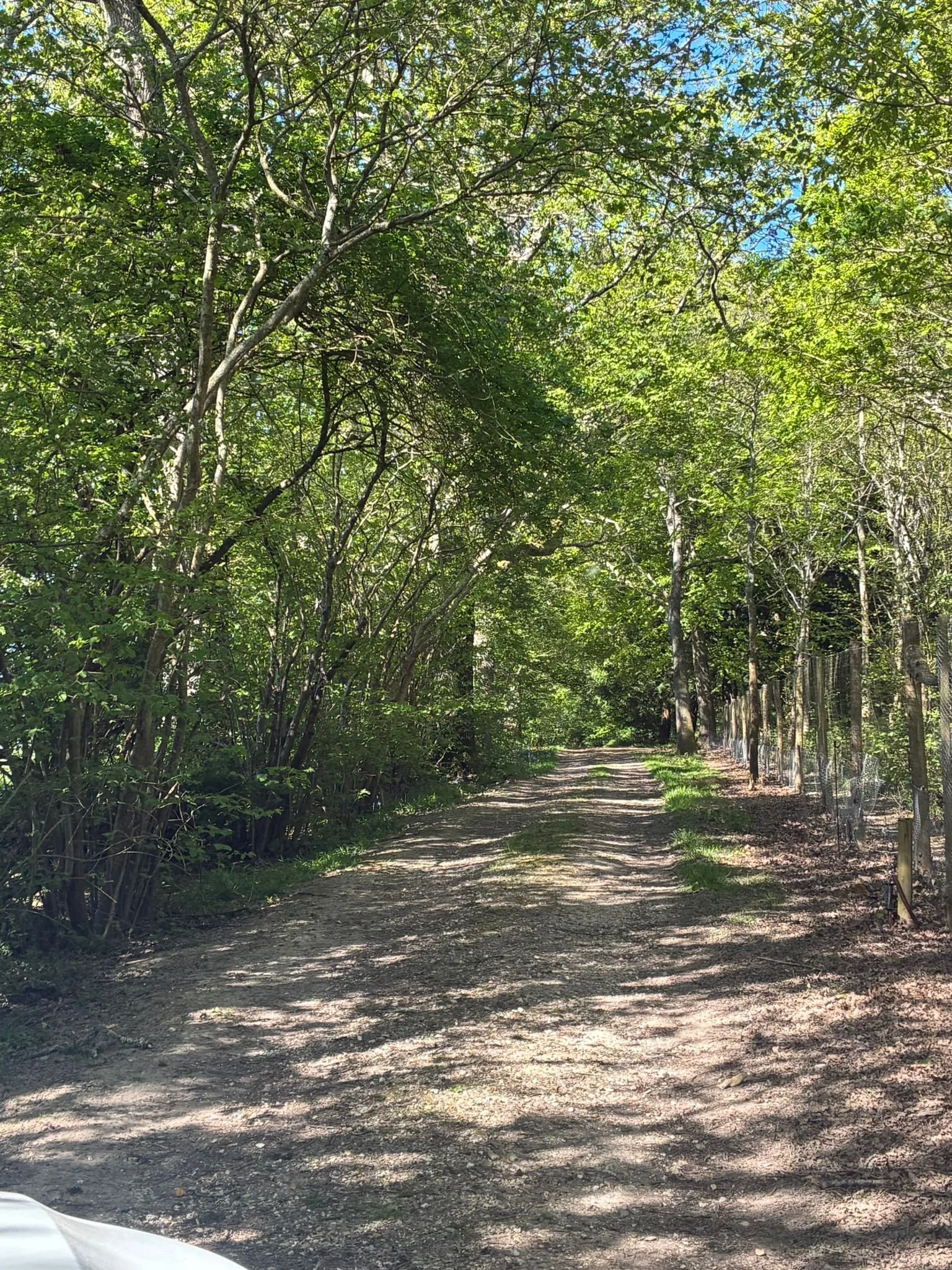Track round oak plantation (1).jpeg