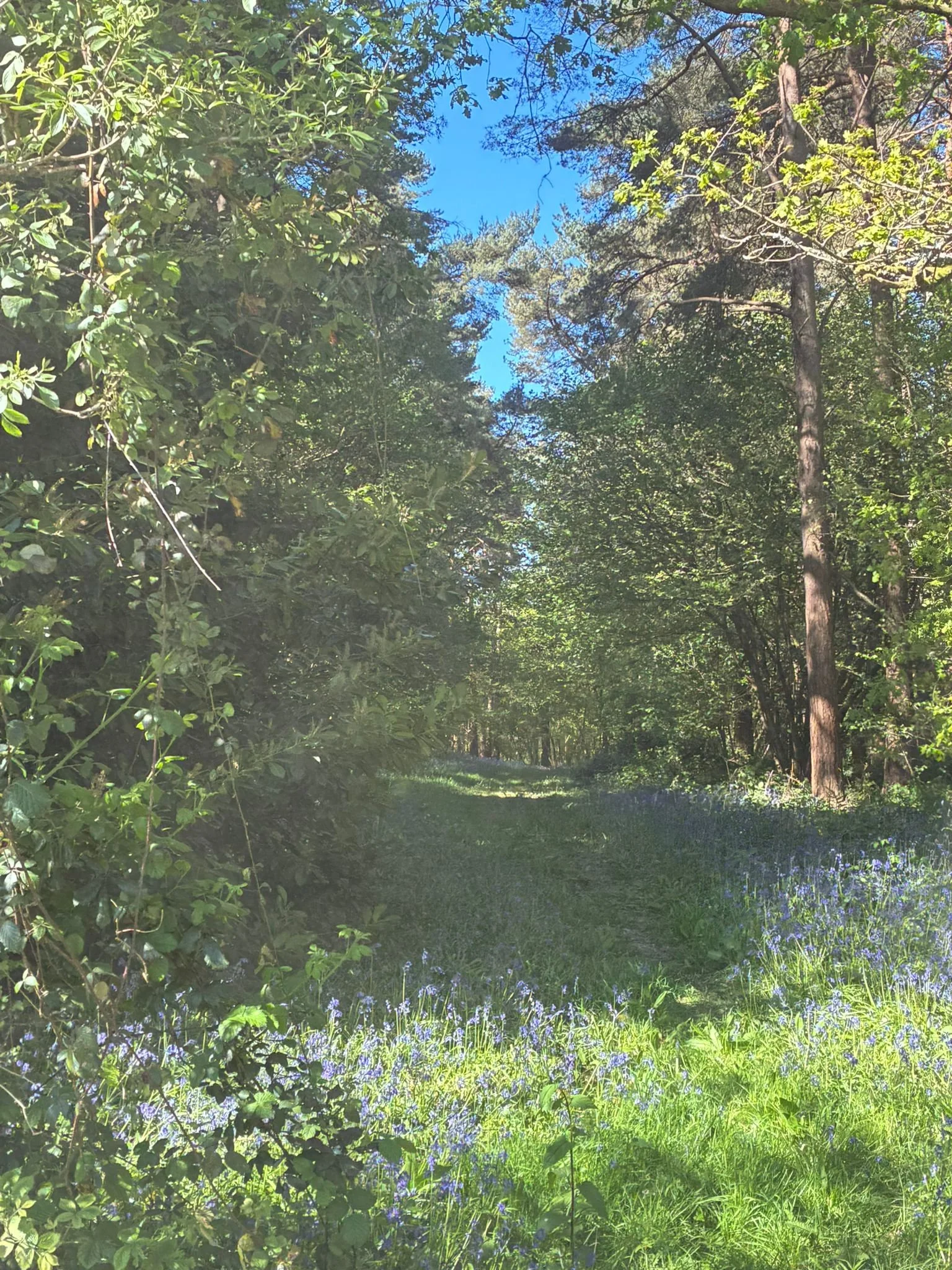 Woodland ride between prongas and heasewood field (2).jpeg