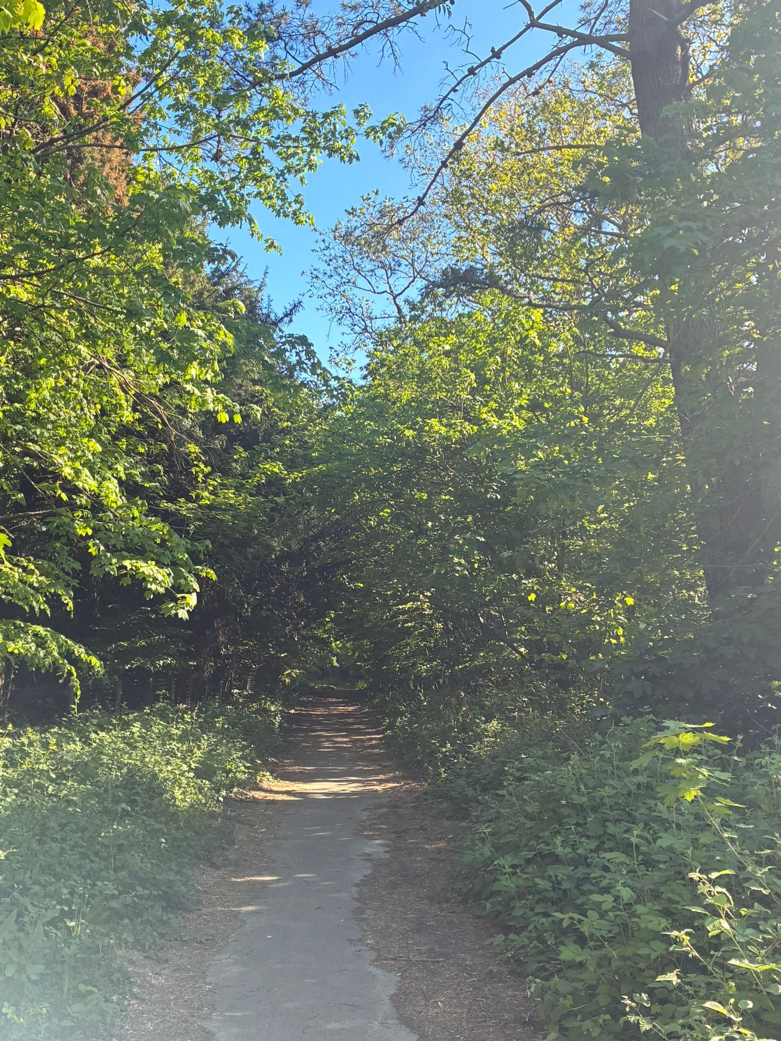 Old Issac’s lane (between Heaselands and the Meads) (1).jpeg