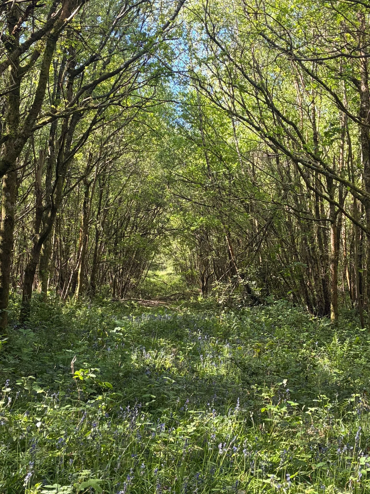 Through wild garden (5).jpeg