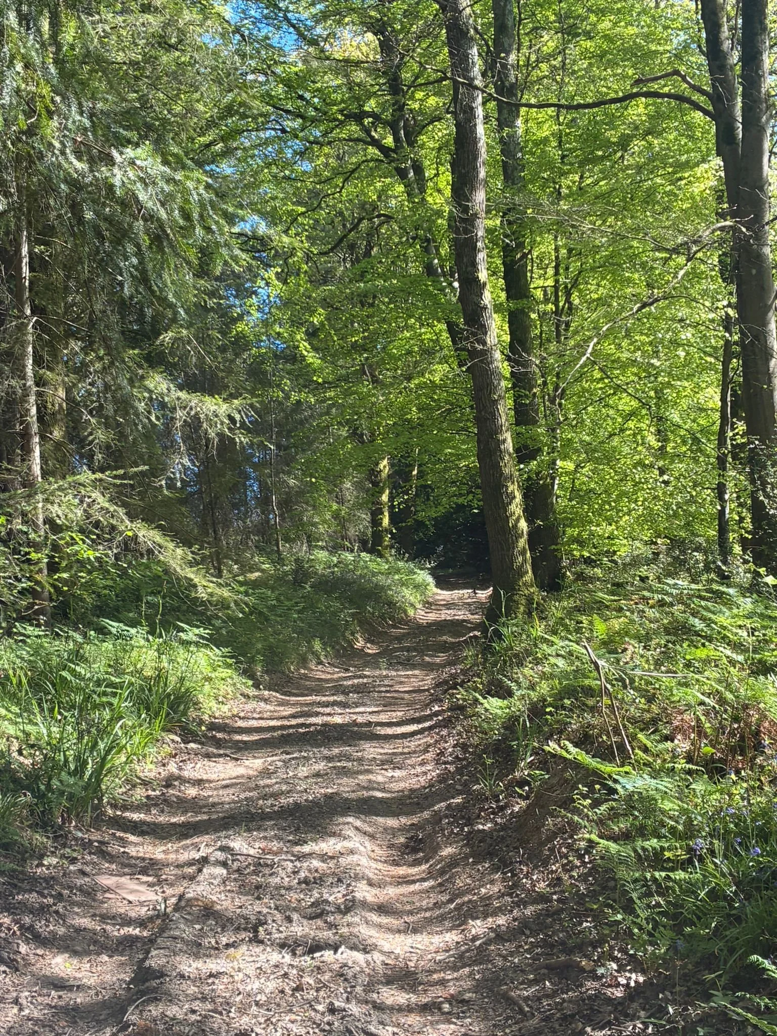 Track up through great wood (2).jpeg