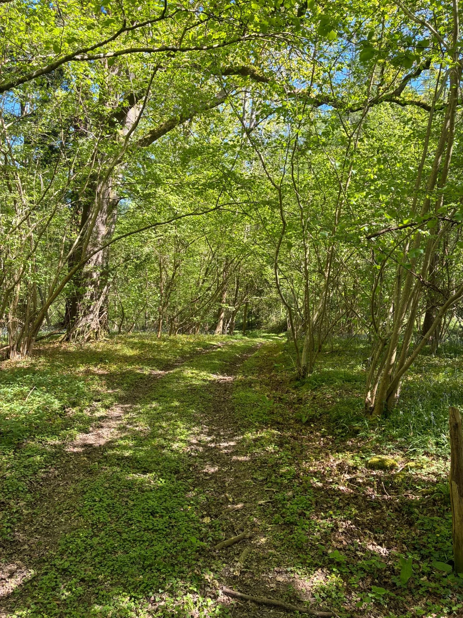 Track between shelterbelt field and burnt house (3).jpeg