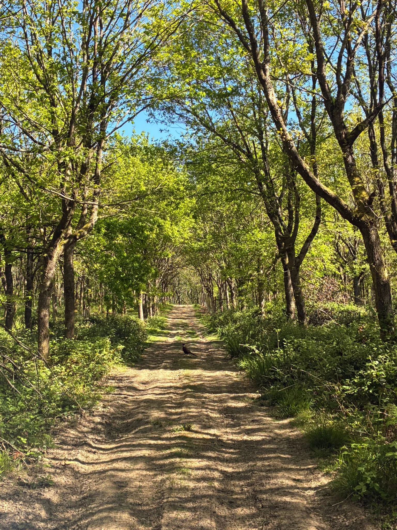 Track round oak plantation (3).jpeg