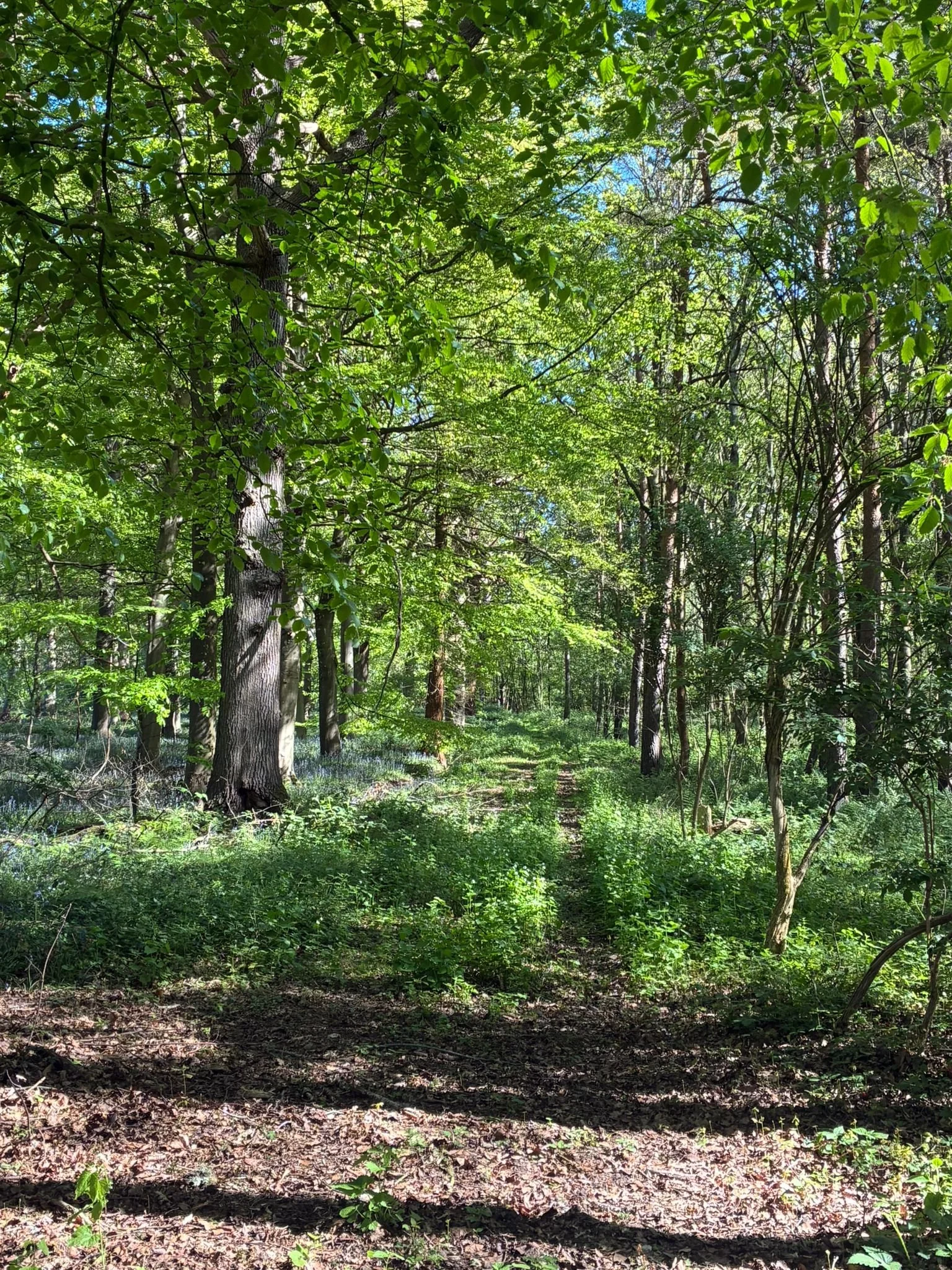 Through wild garden (2).jpeg