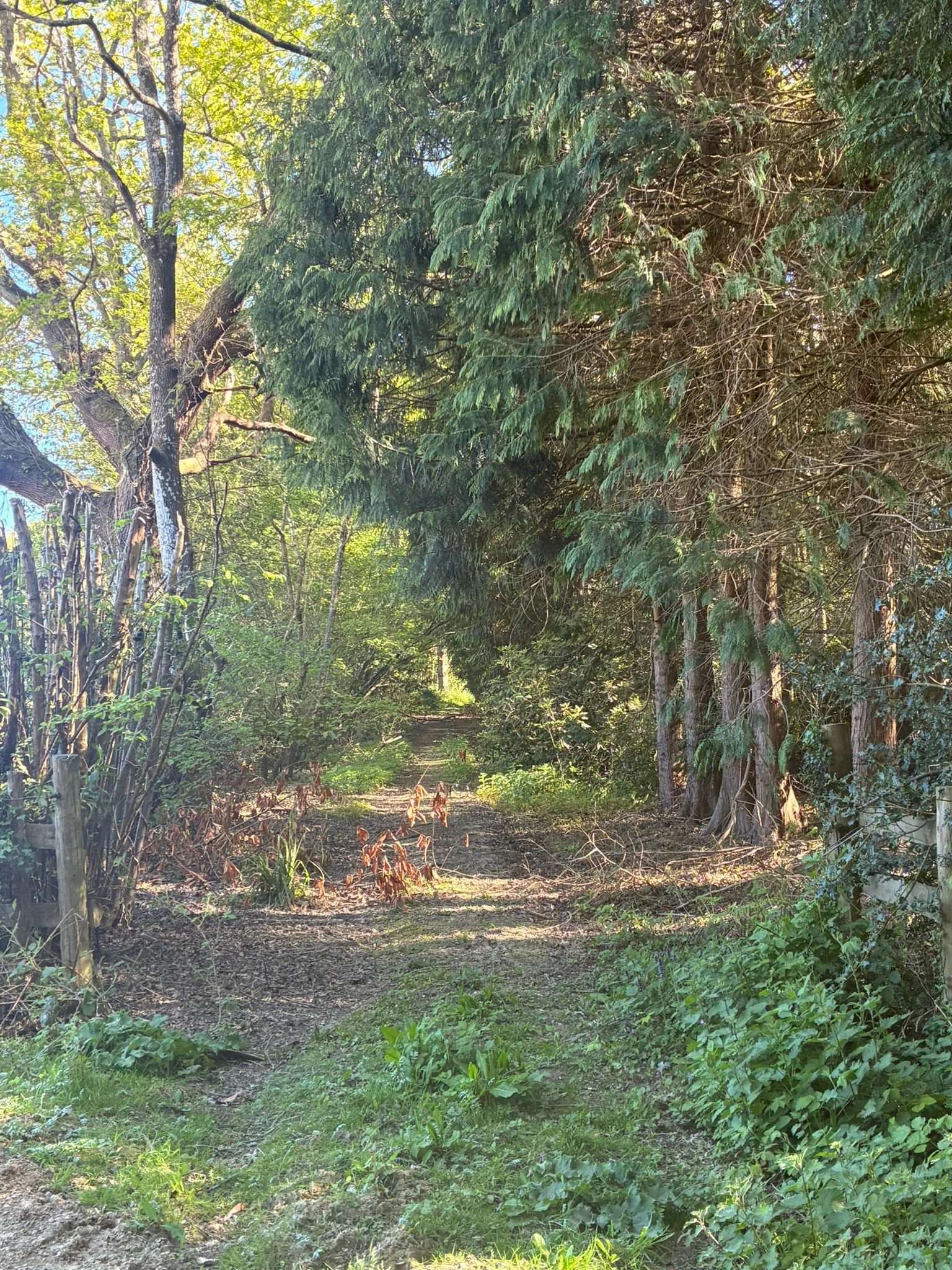 Through wild garden (1).jpeg