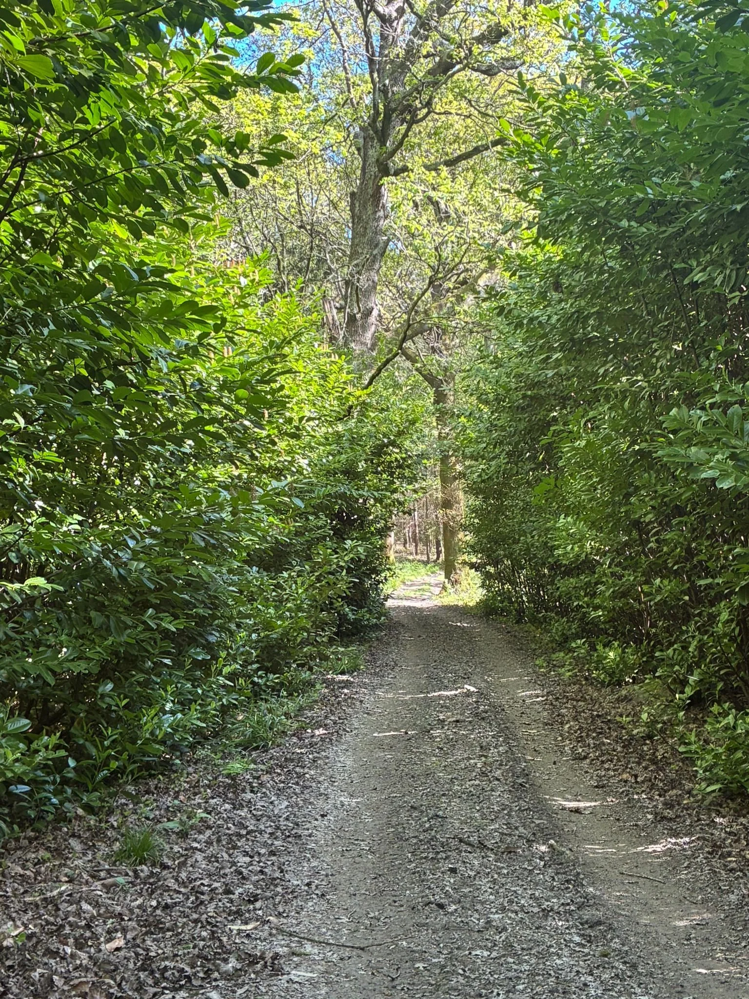 Track up through great wood (4).jpeg