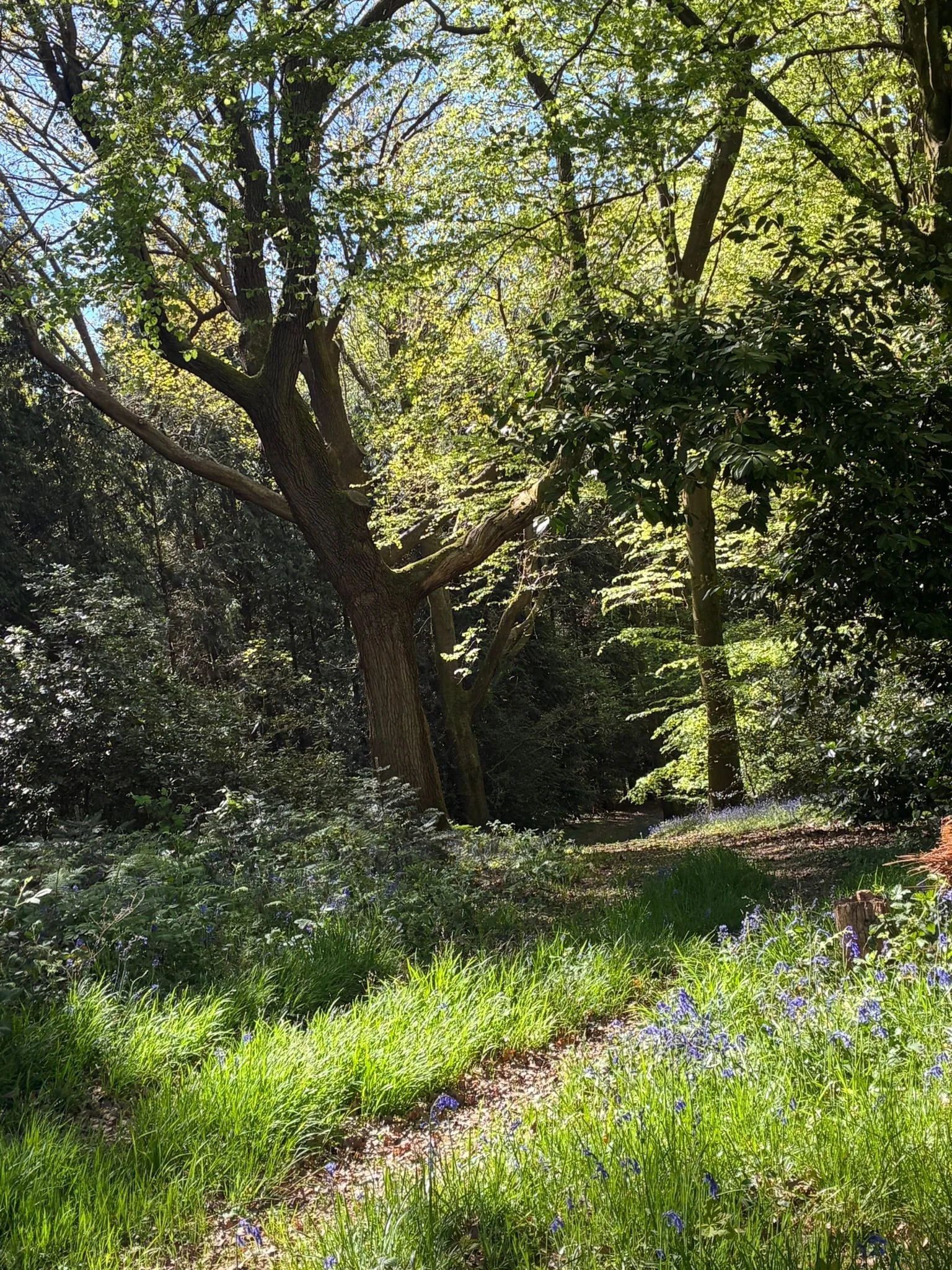 Track up through great wood (3).jpeg