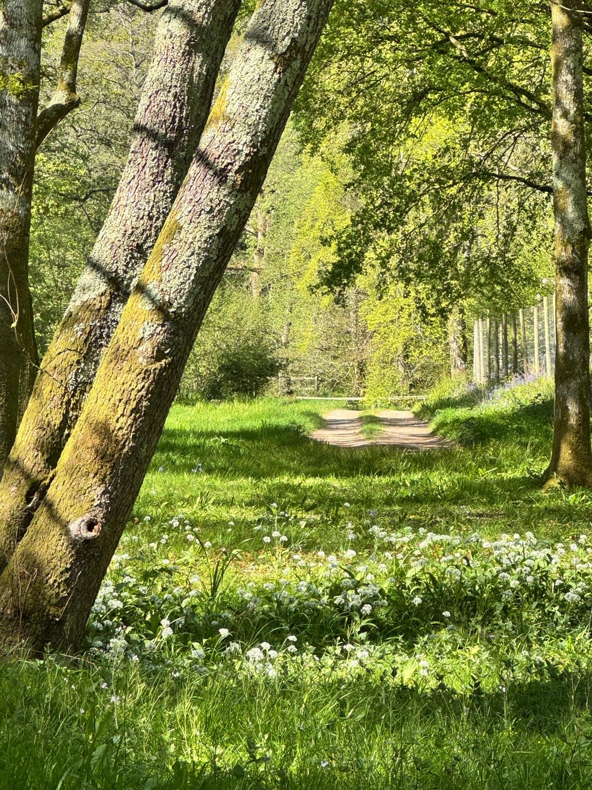 Woodland (2) IG 26.jpeg