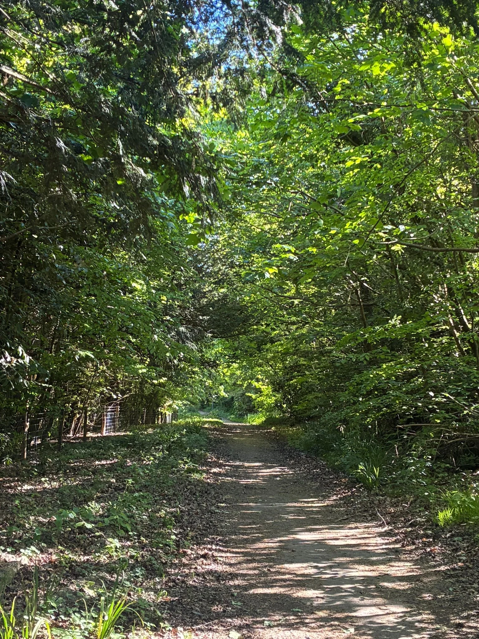 Old Issac’s lane (between Heaselands and the Meads) (4).jpeg