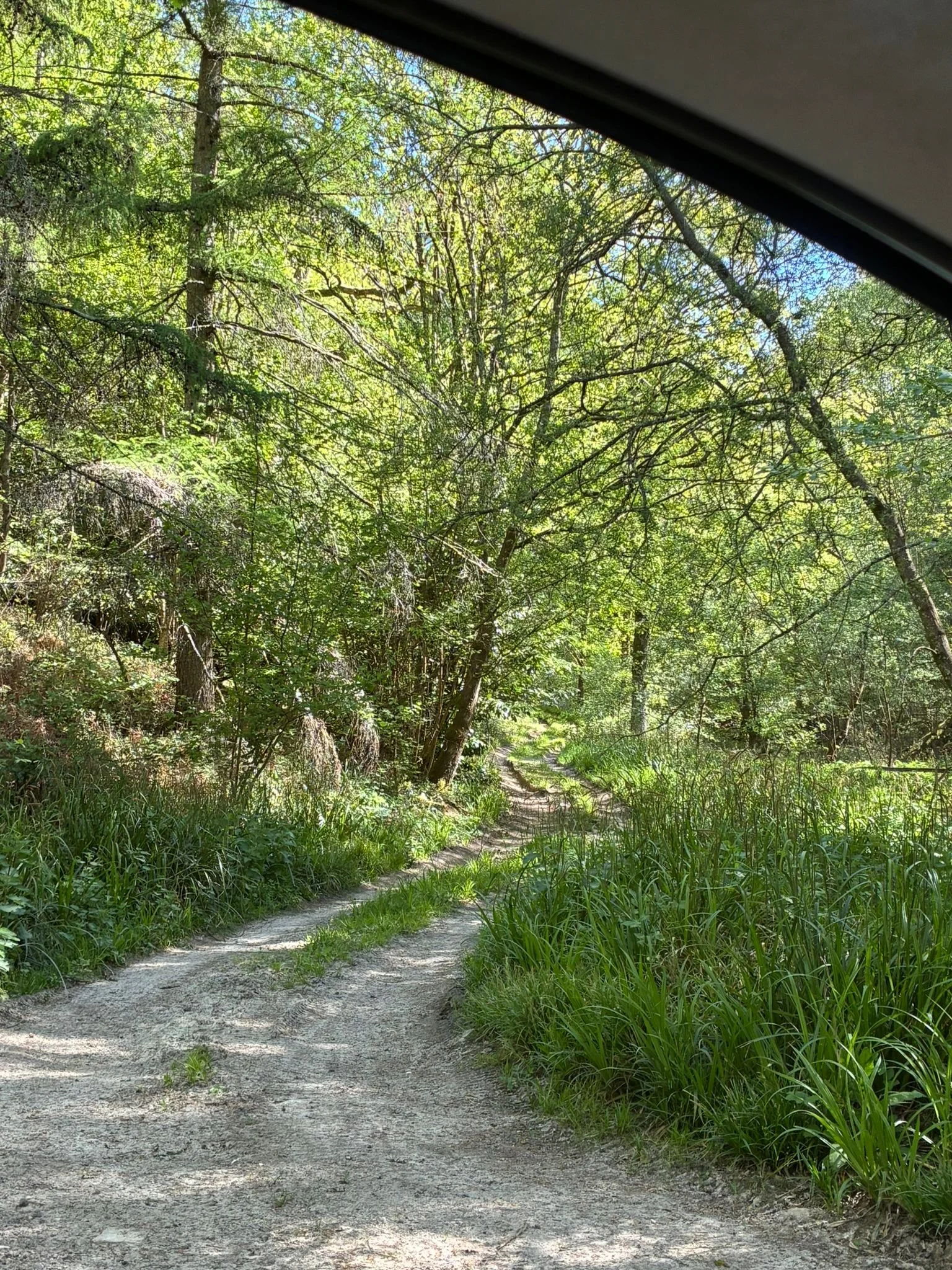 Track up through great wood (1).jpeg