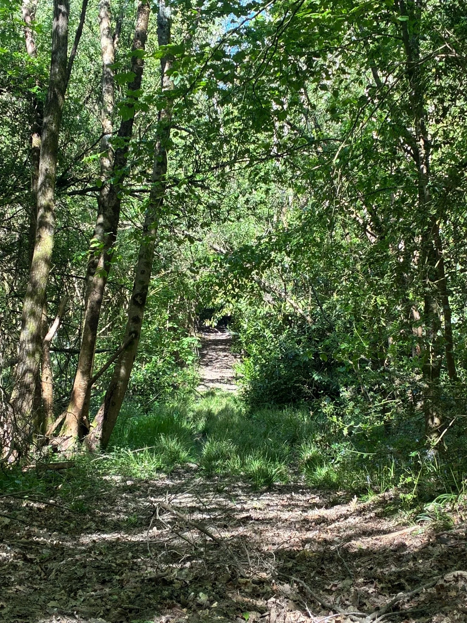 Through wild garden (7).jpeg