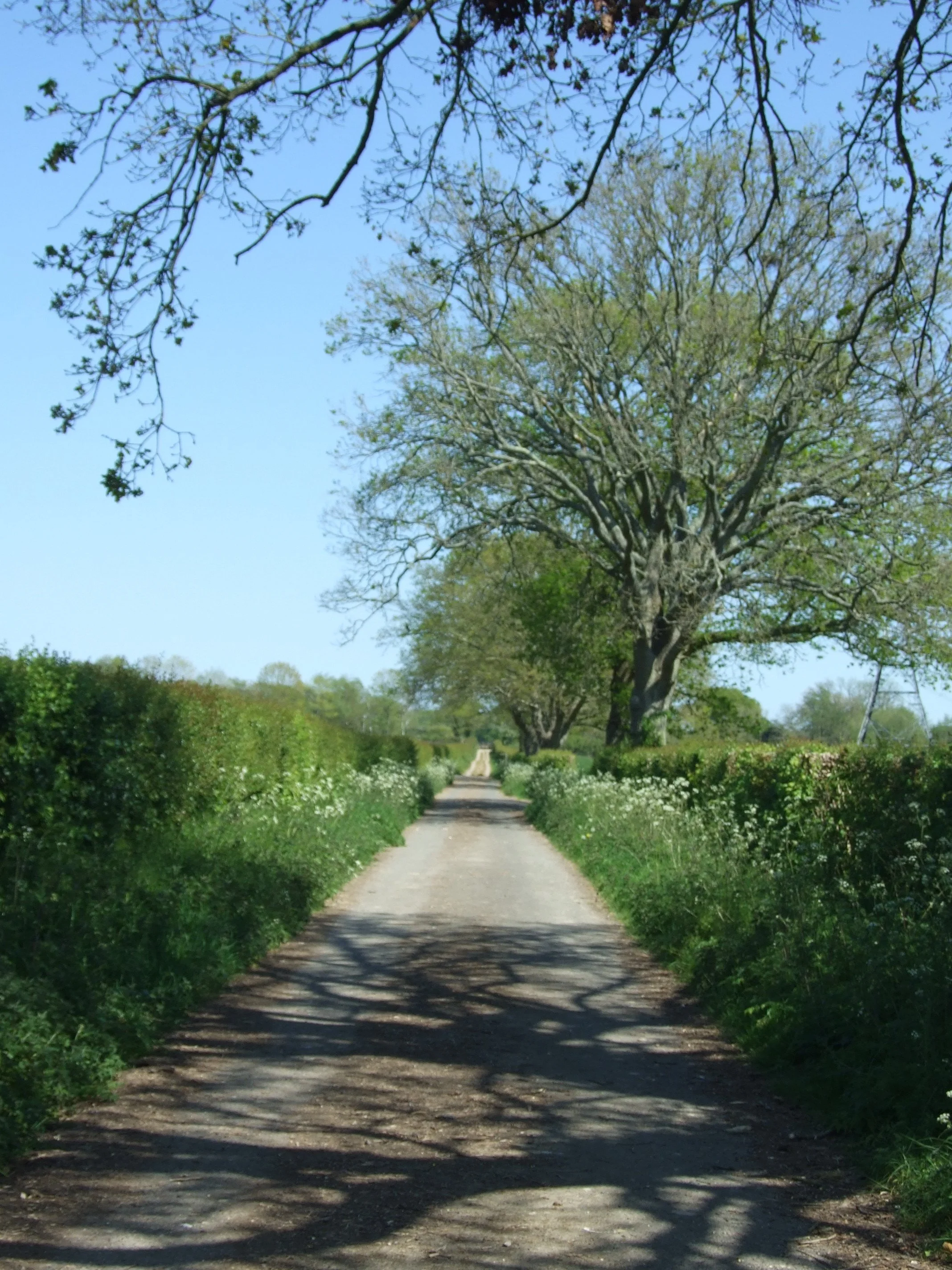 Farm Tracks (8).JPG