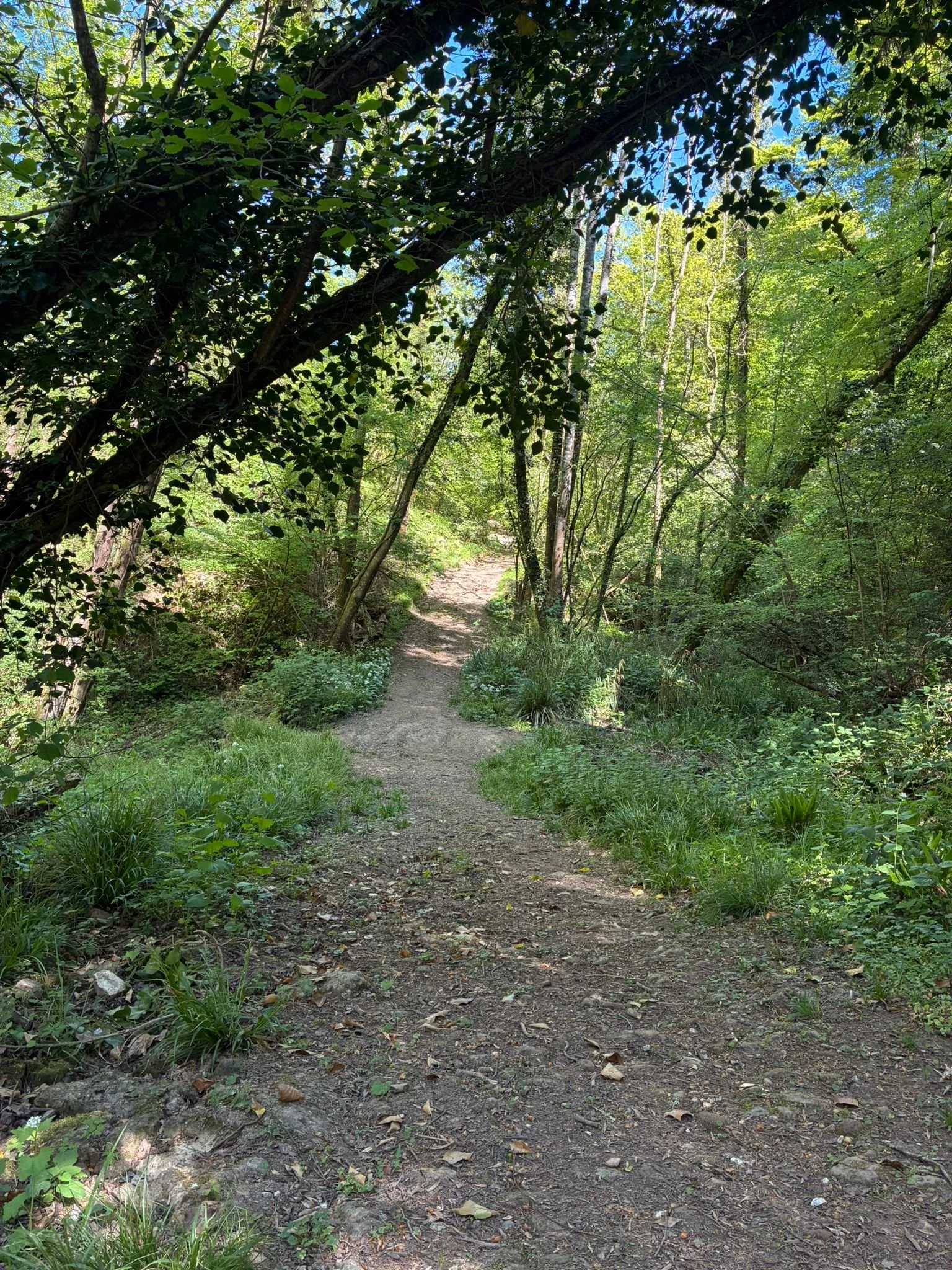 Track between shelterbelt field and burnt house (4).jpeg
