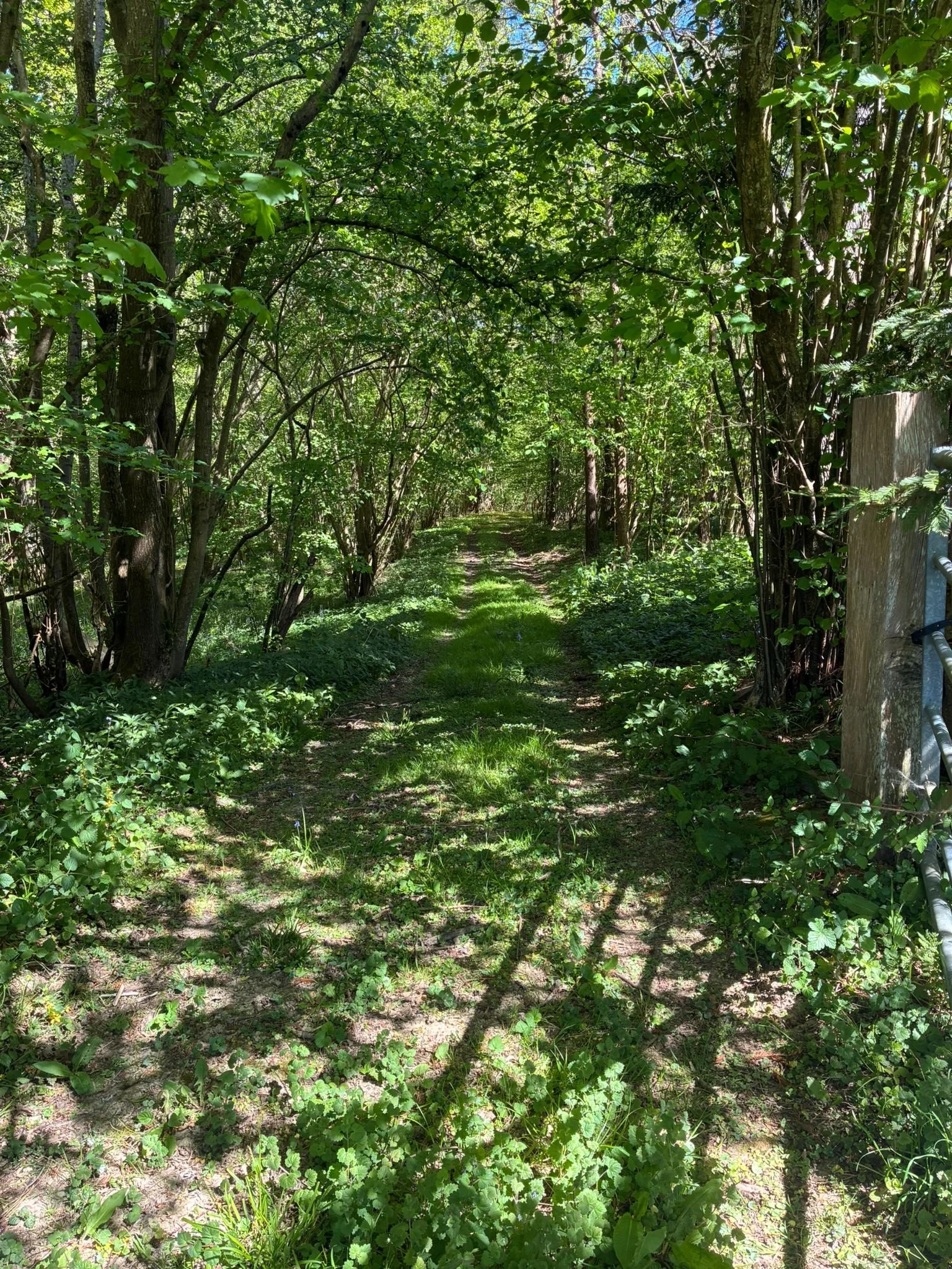 Track between shelterbelt field and burnt house (1).jpeg