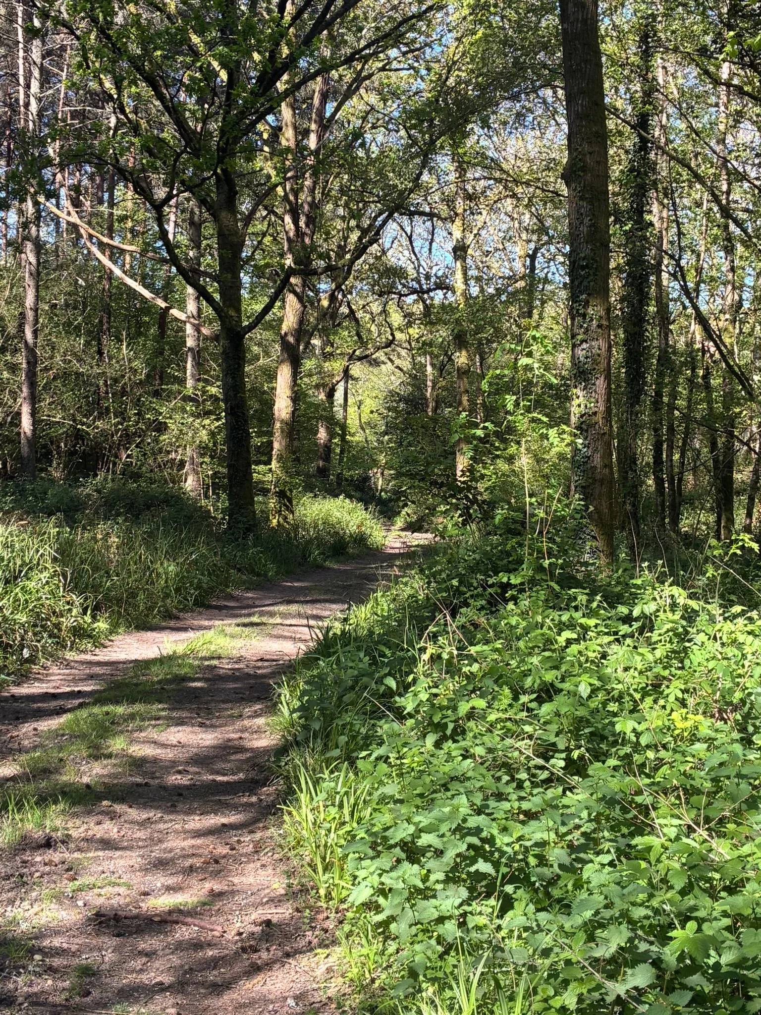 Prongas track (2).jpeg