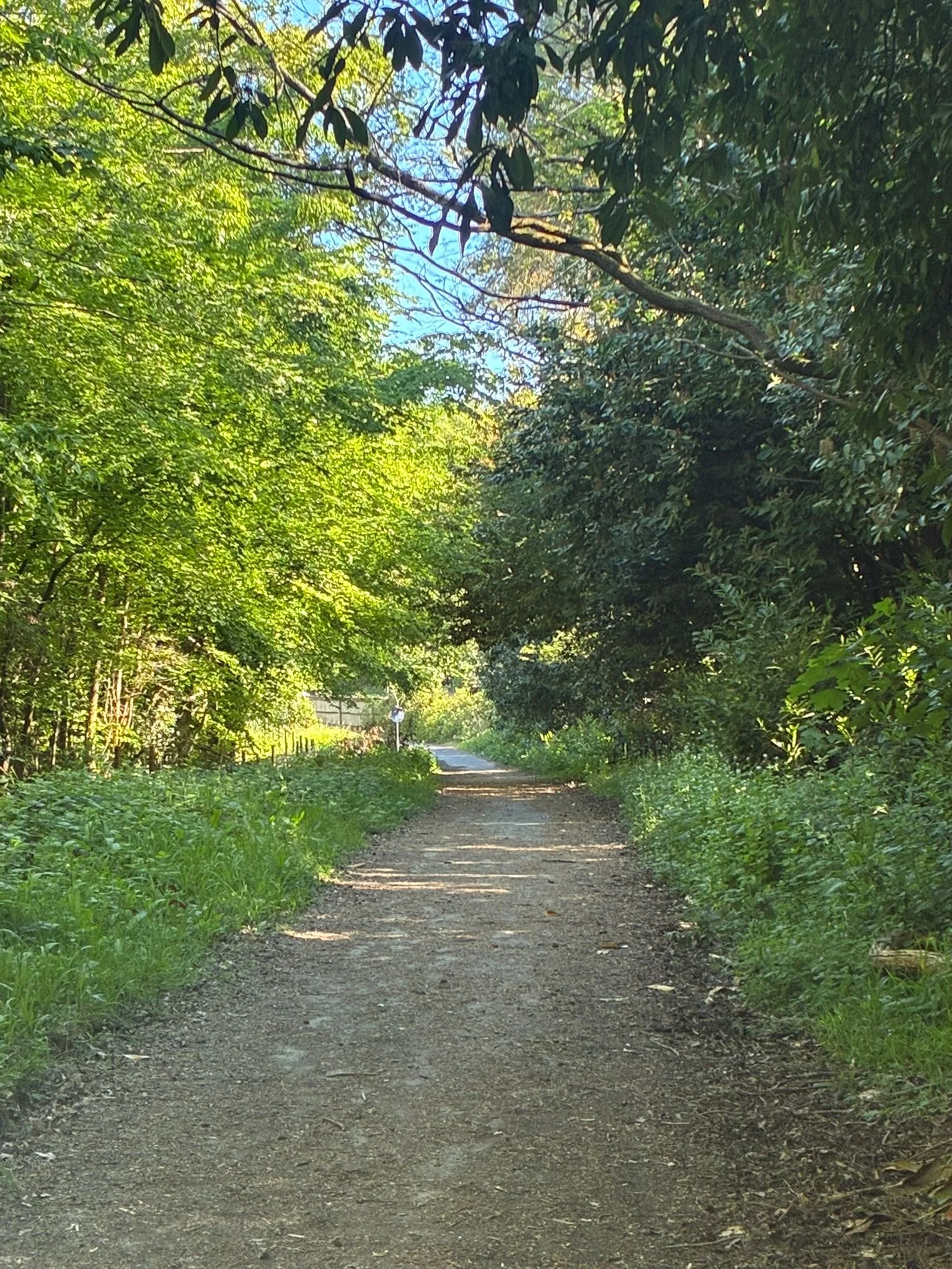 Old Issac’s lane (between Heaselands and the Meads) (3).jpeg