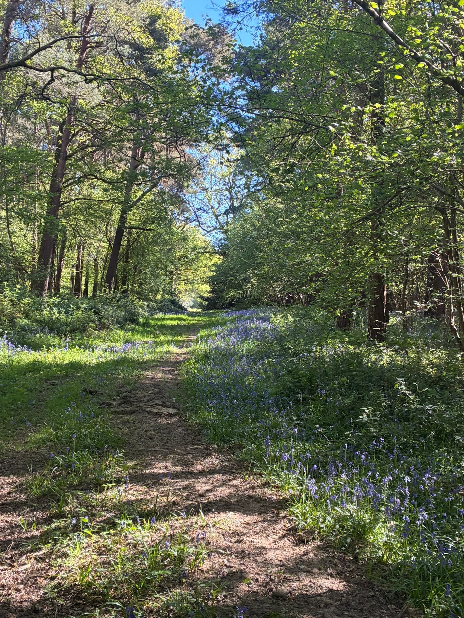 Woodland ride between prongas and heasewood field (1).jpeg