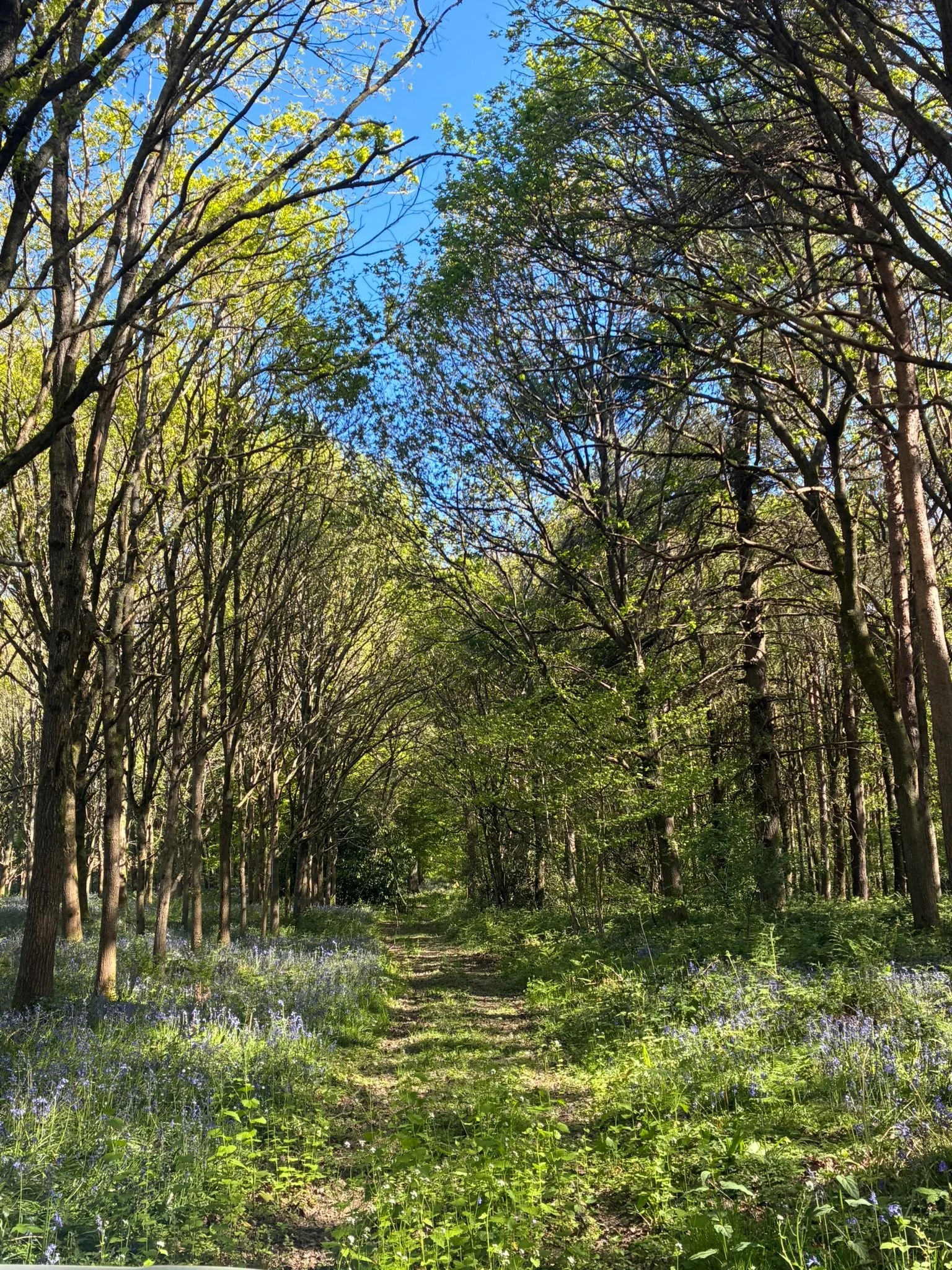 Through wild garden (4).jpeg