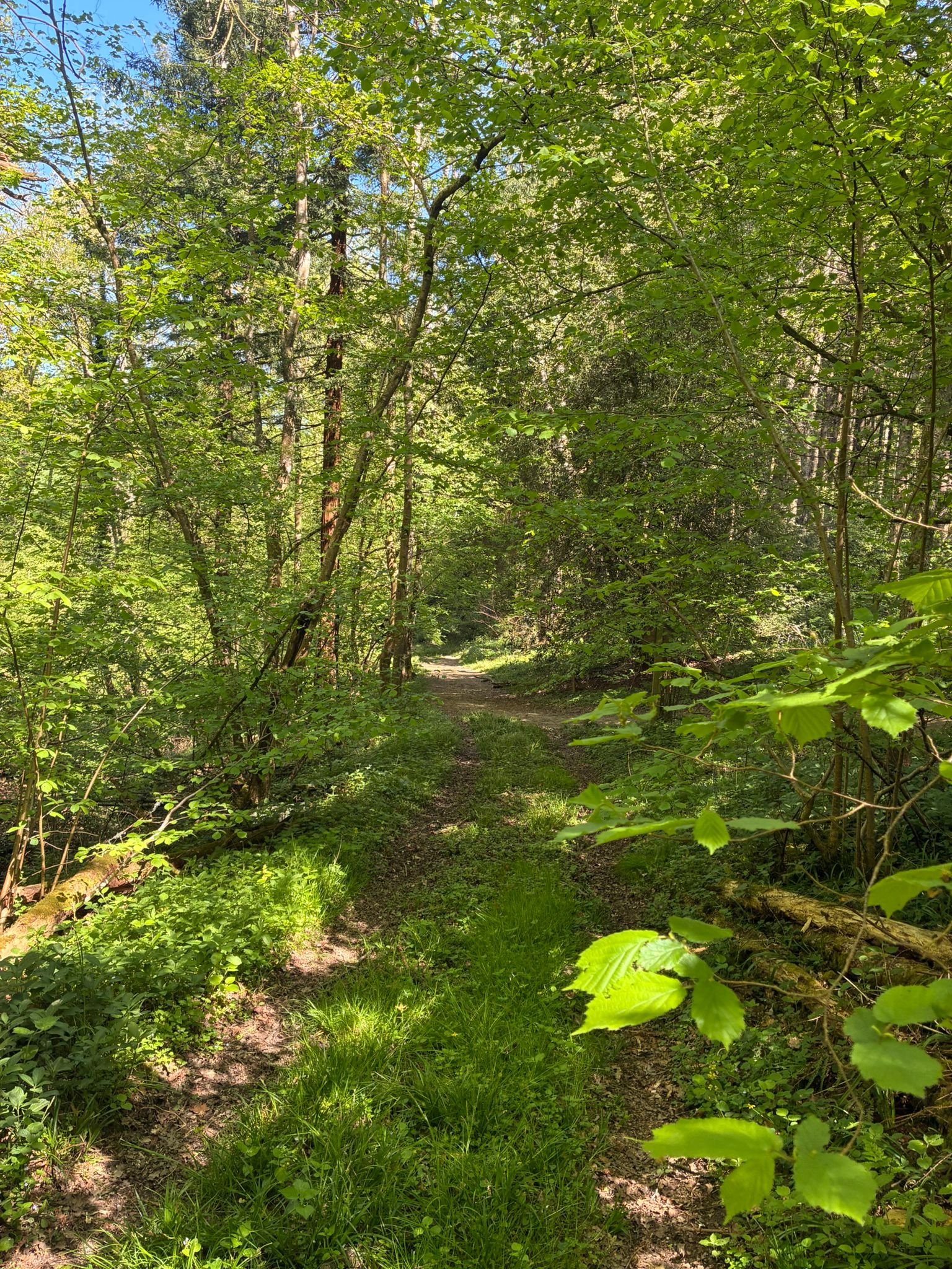 Track between shelterbelt field and burnt house (2).jpeg