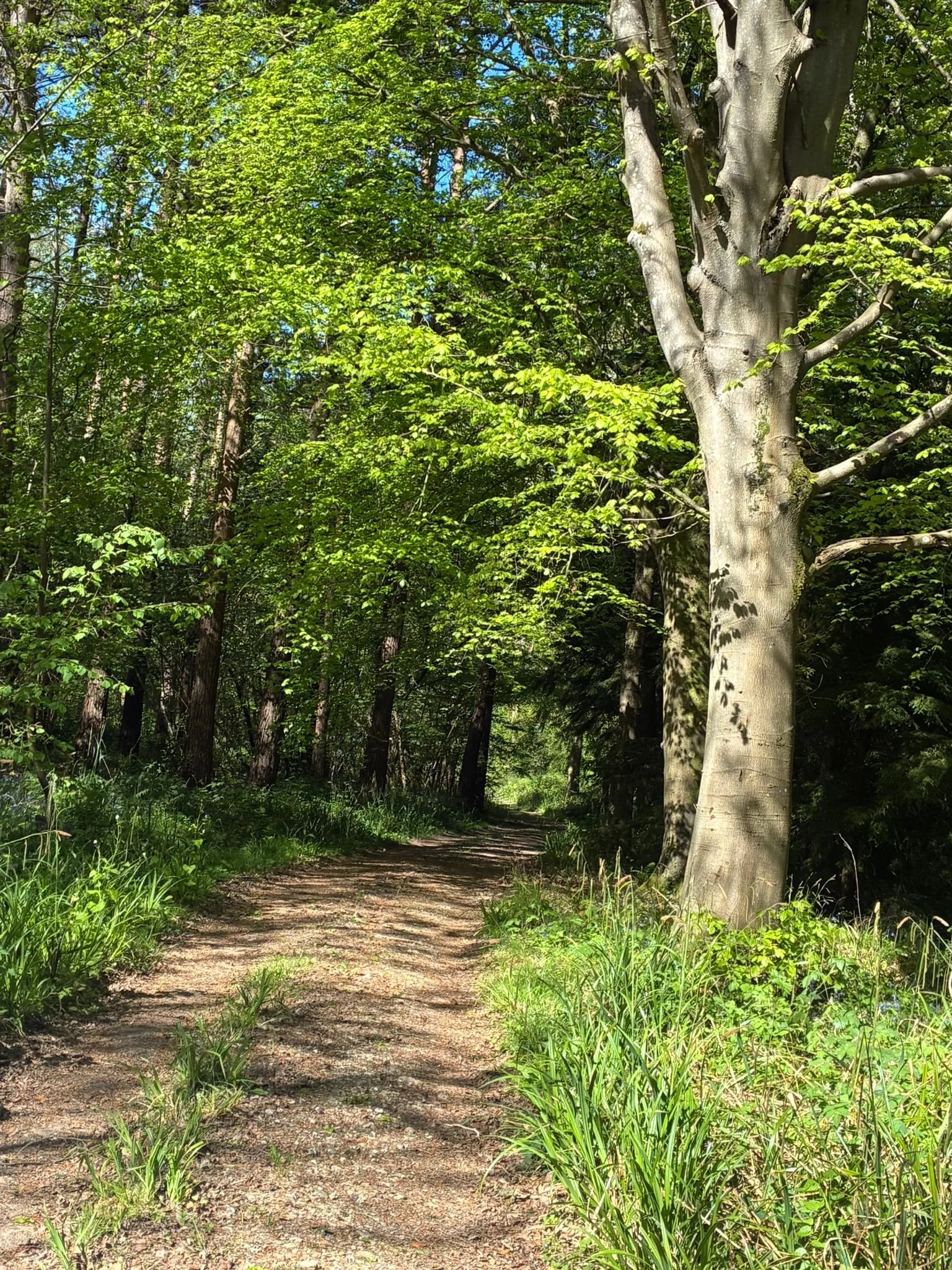 Prongas track (1).jpeg