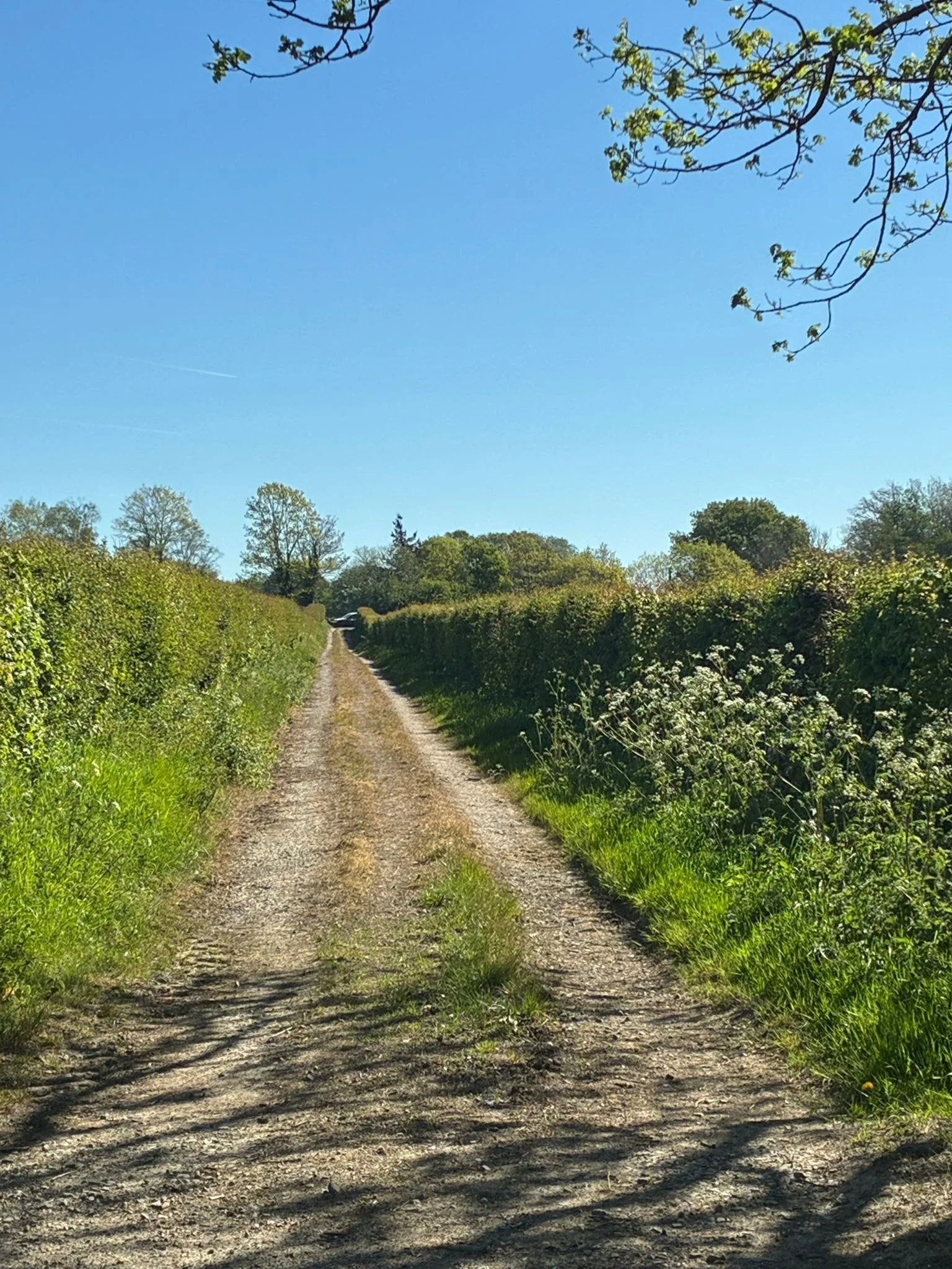 Brooklands towards valewood pond (3).jpeg