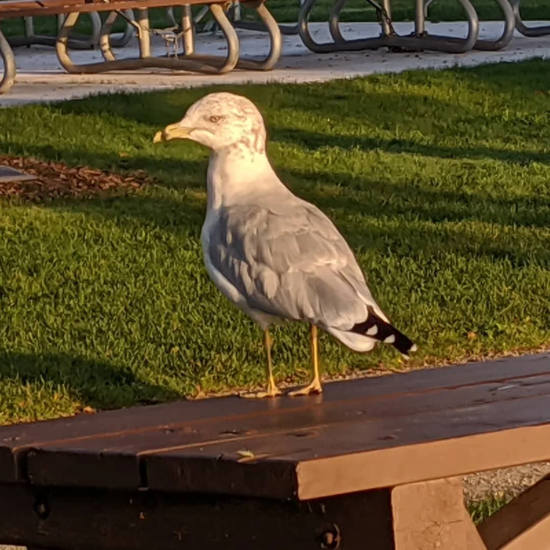 69937640_1127018560825240_2159268390109538071_n_18028232692217363.jpg